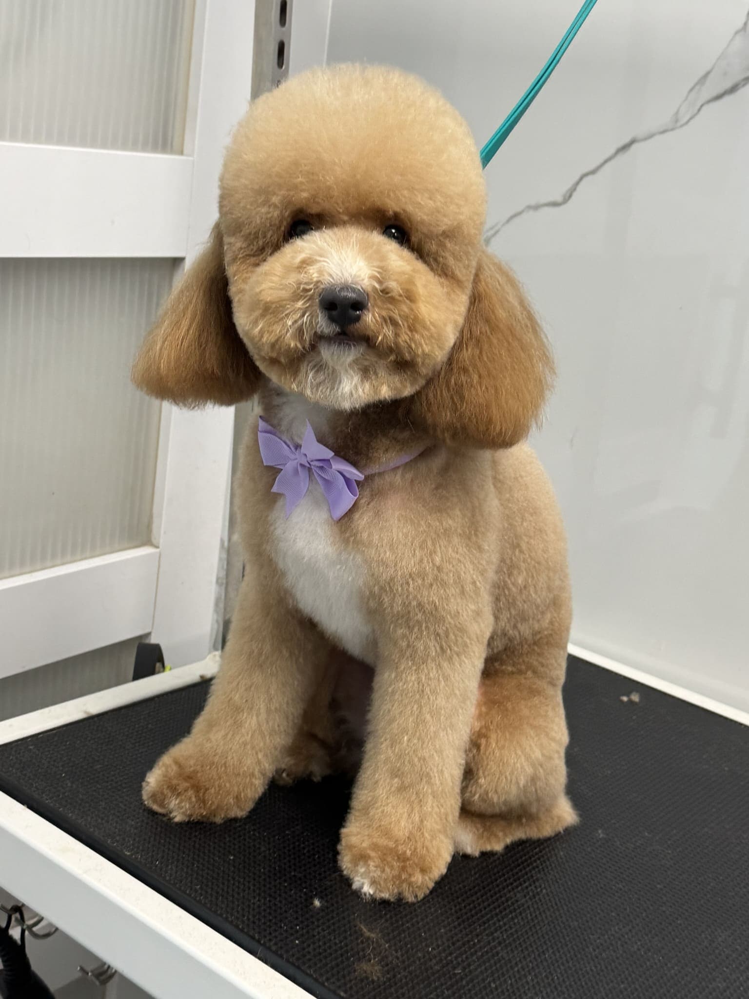 Doodle groom 8