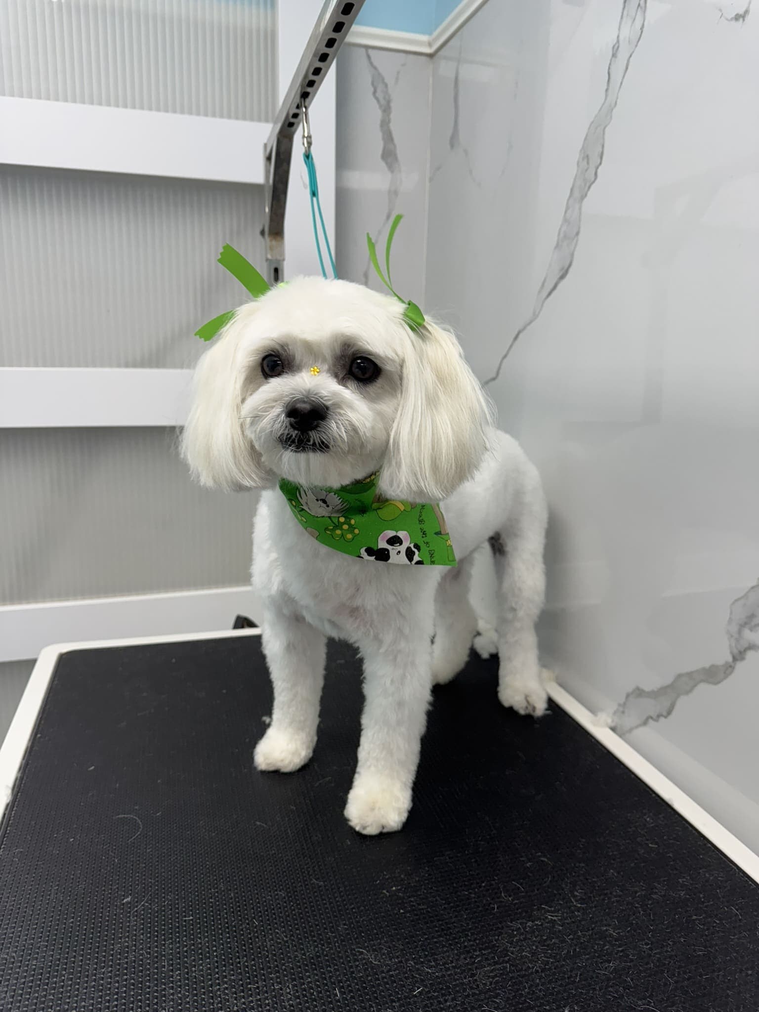 Maltese groom 1