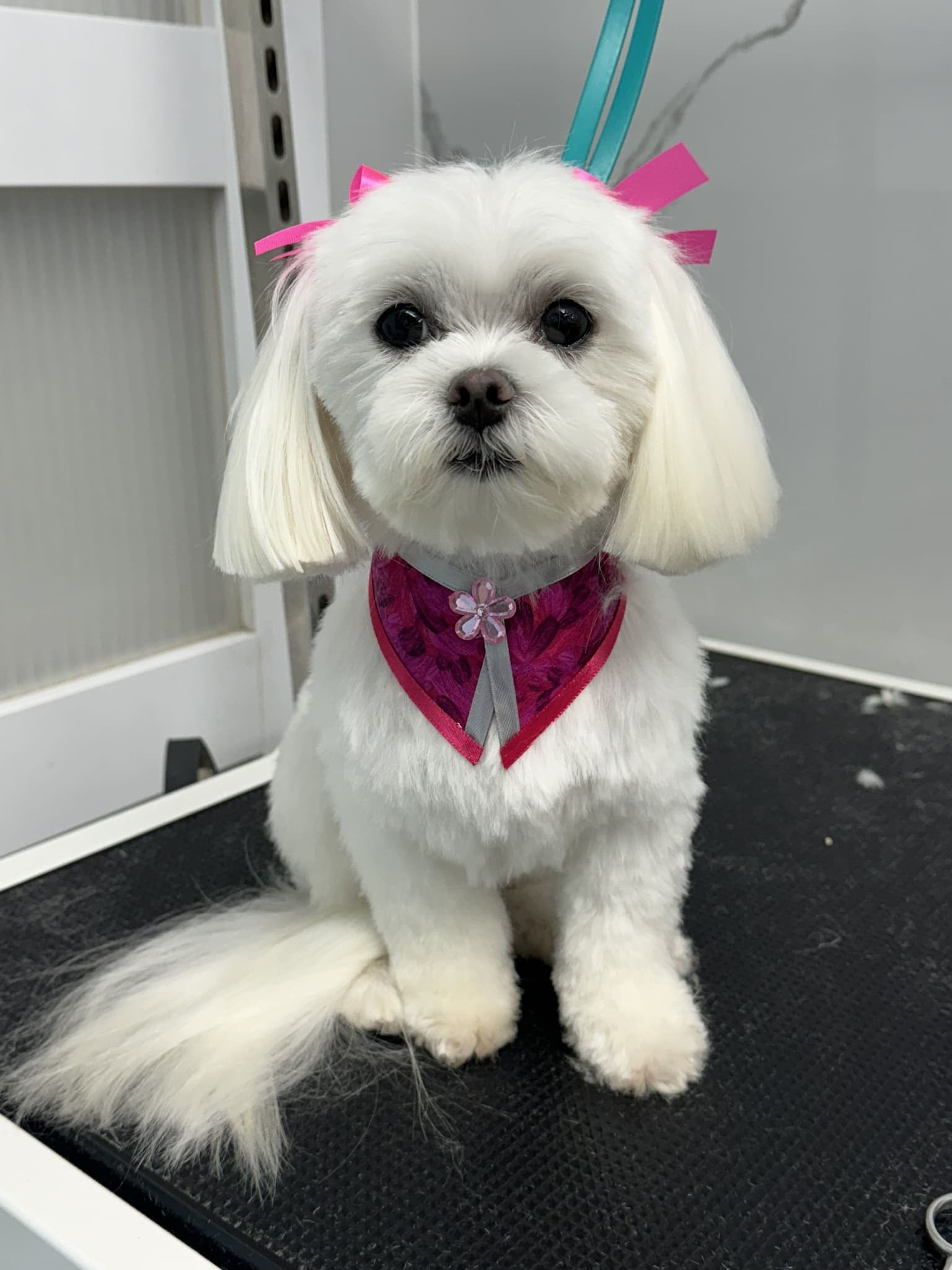 Maltese groom 2