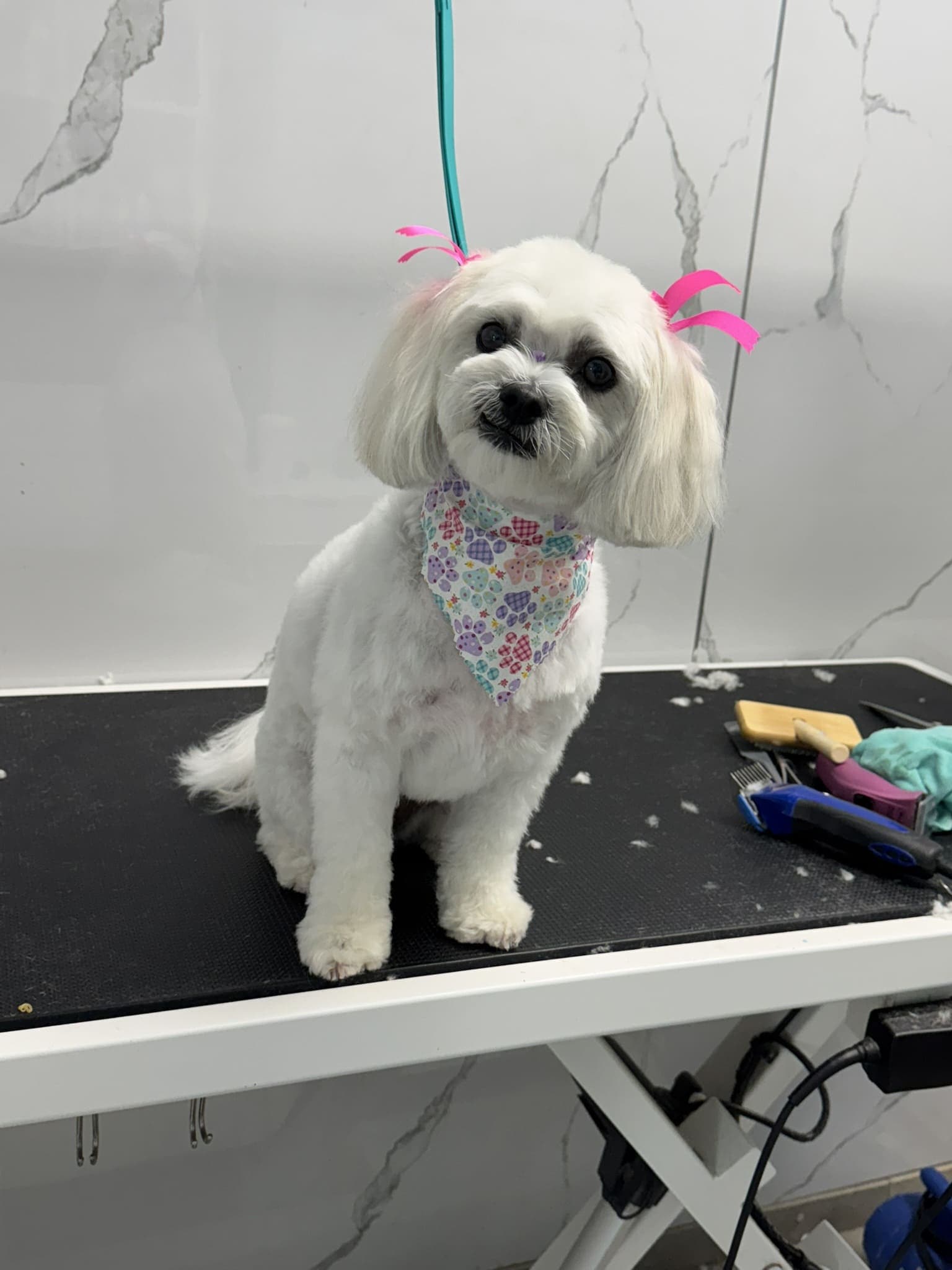 Maltese groom 3
