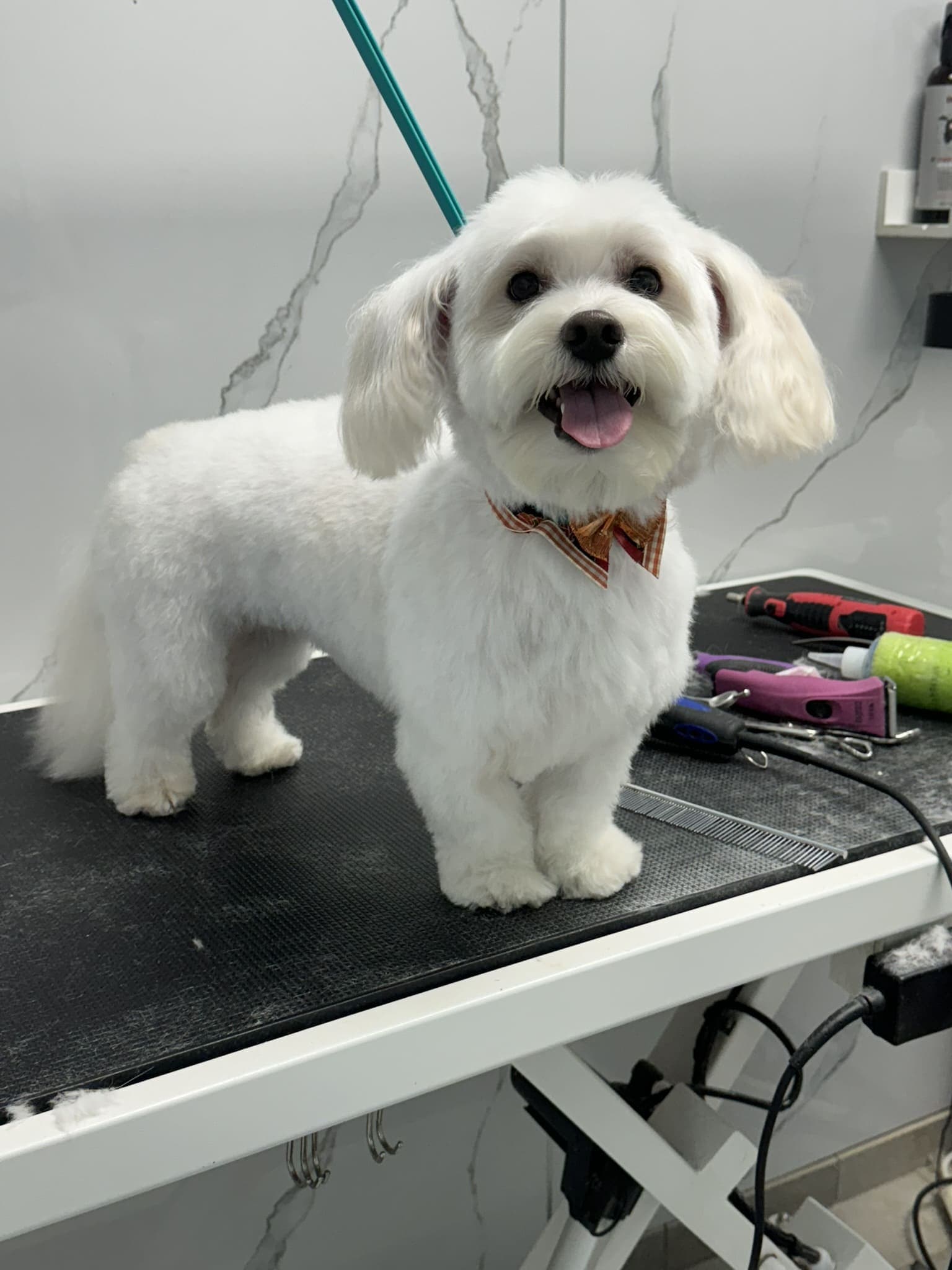 Maltese groom 5