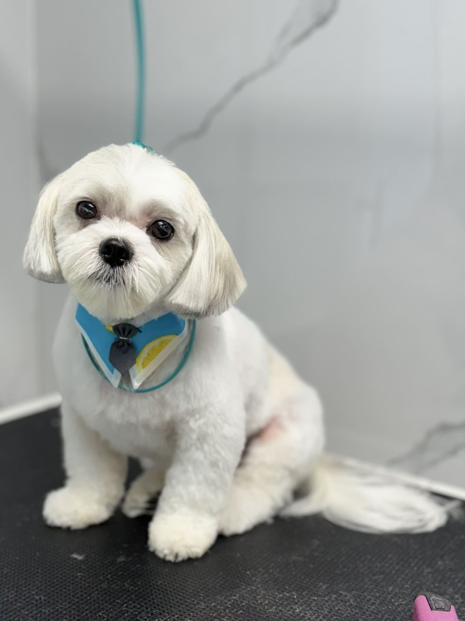 Maltese groom 7