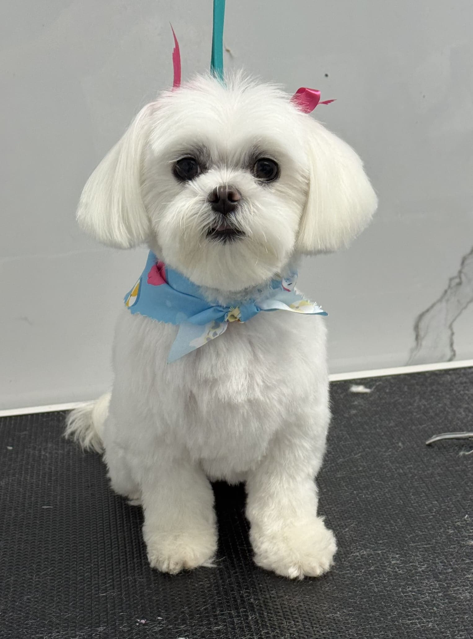 Maltese groom 8