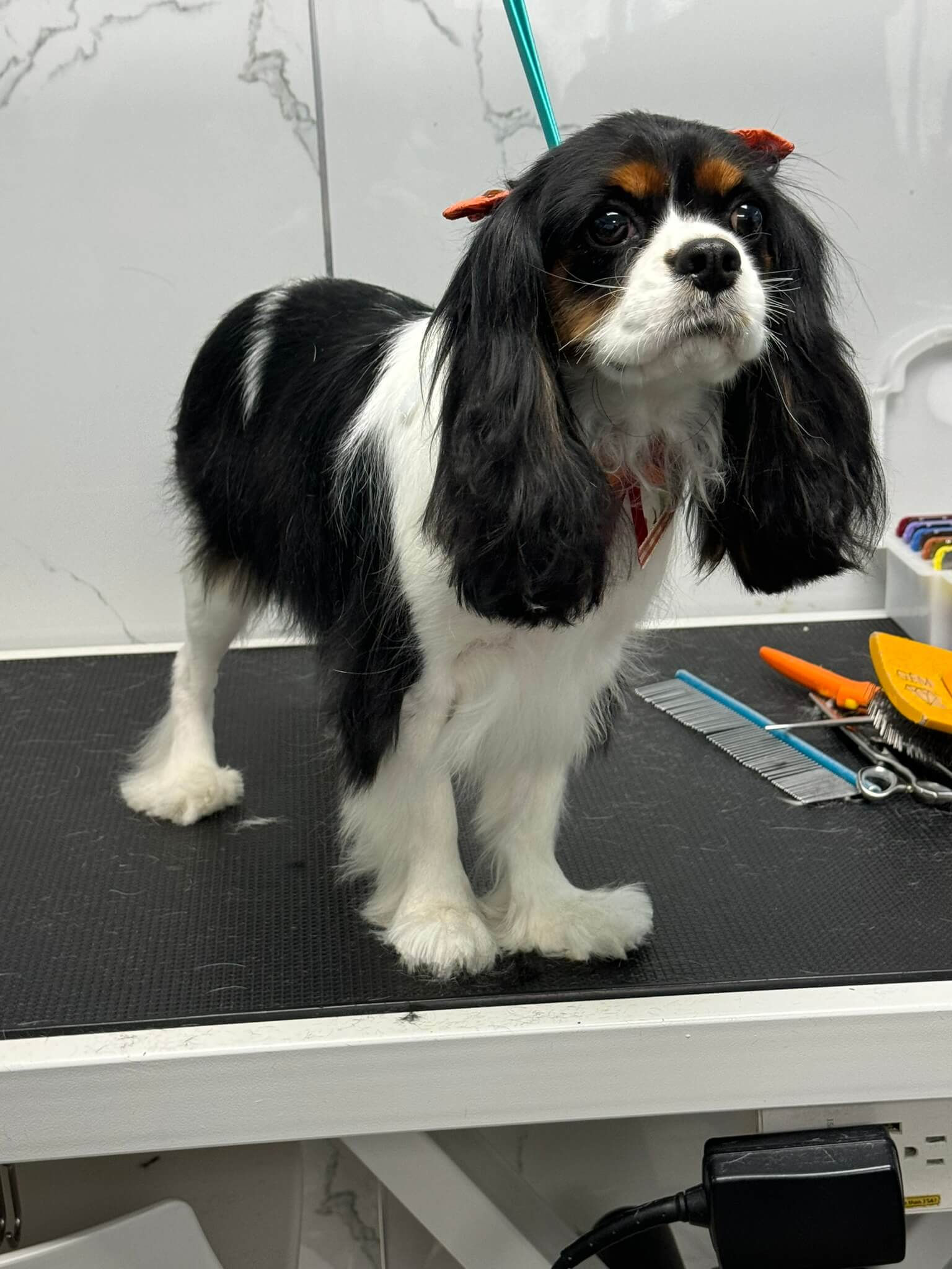 Other Breed groom 1
