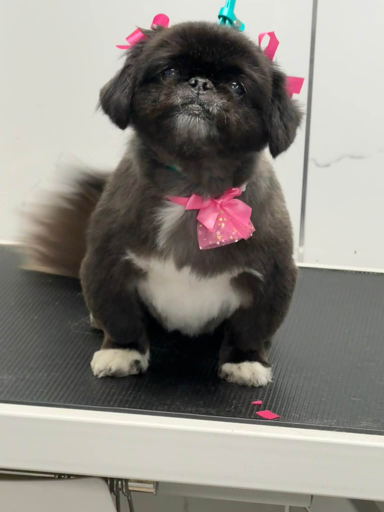 Other Breed groom 10