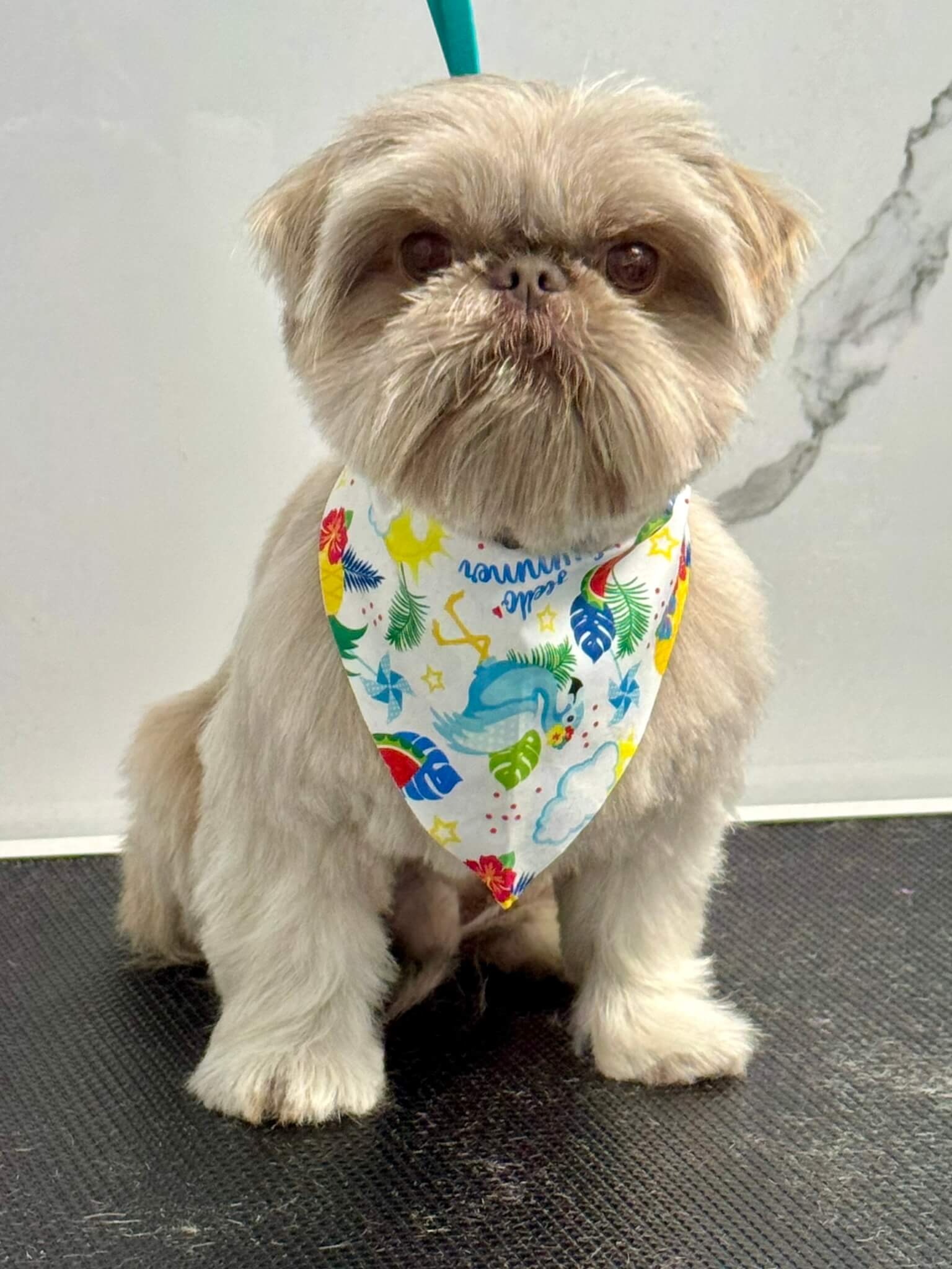 Other Breed groom 11