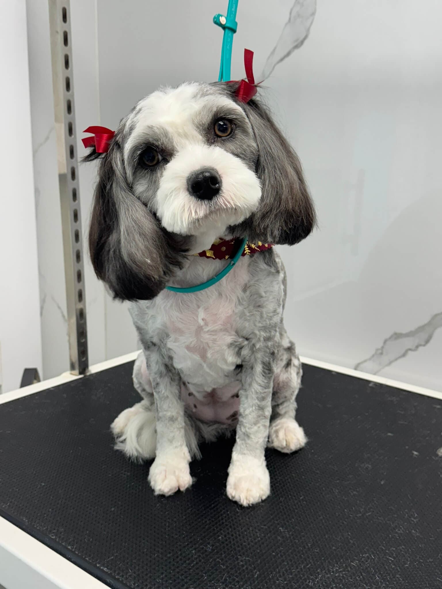 Other Breed groom 12