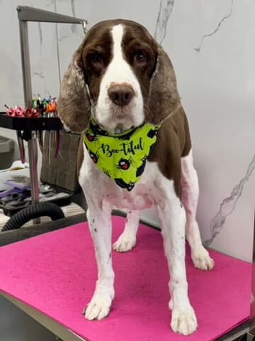 Other Breed groom 2