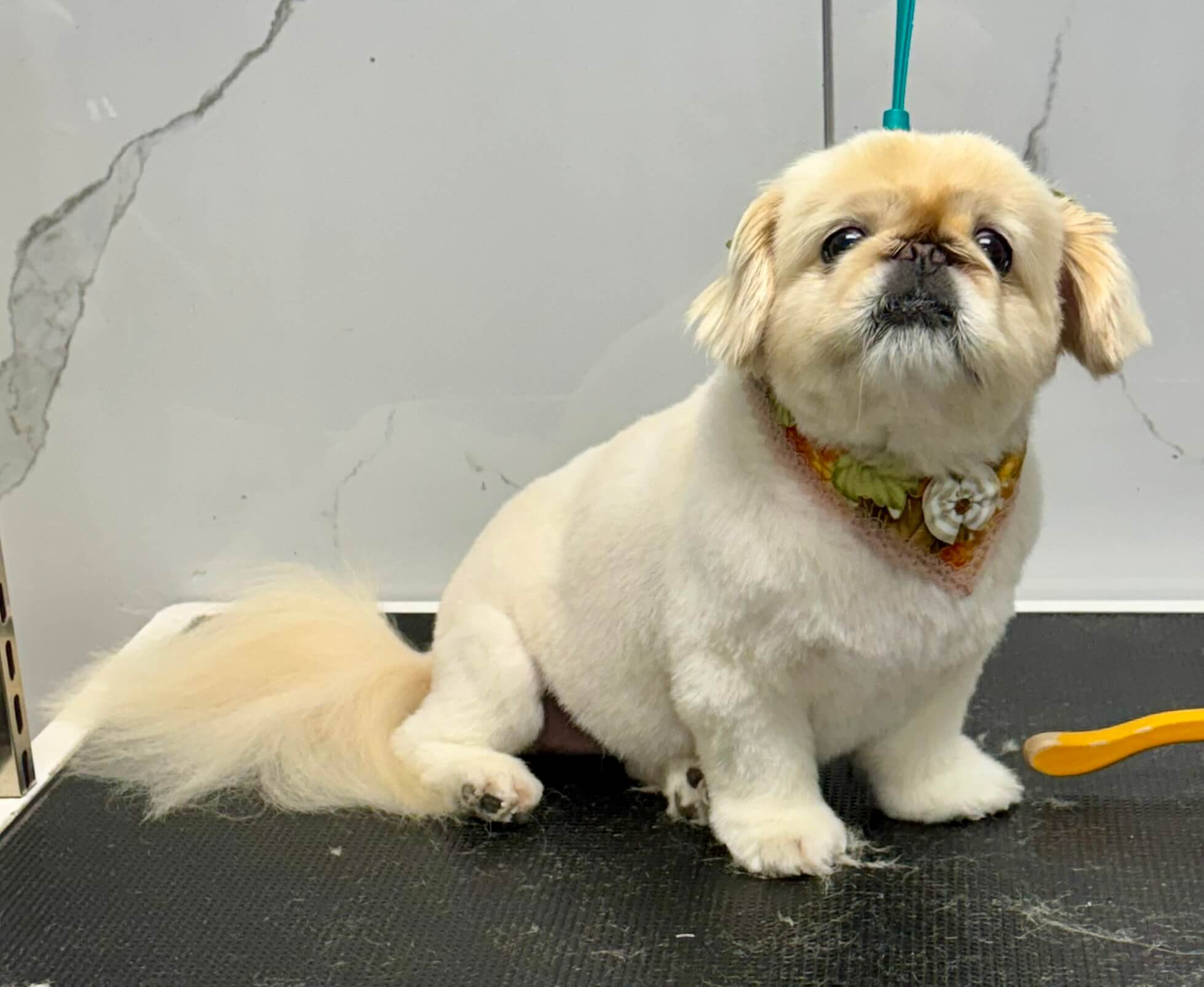 Other Breed groom 3