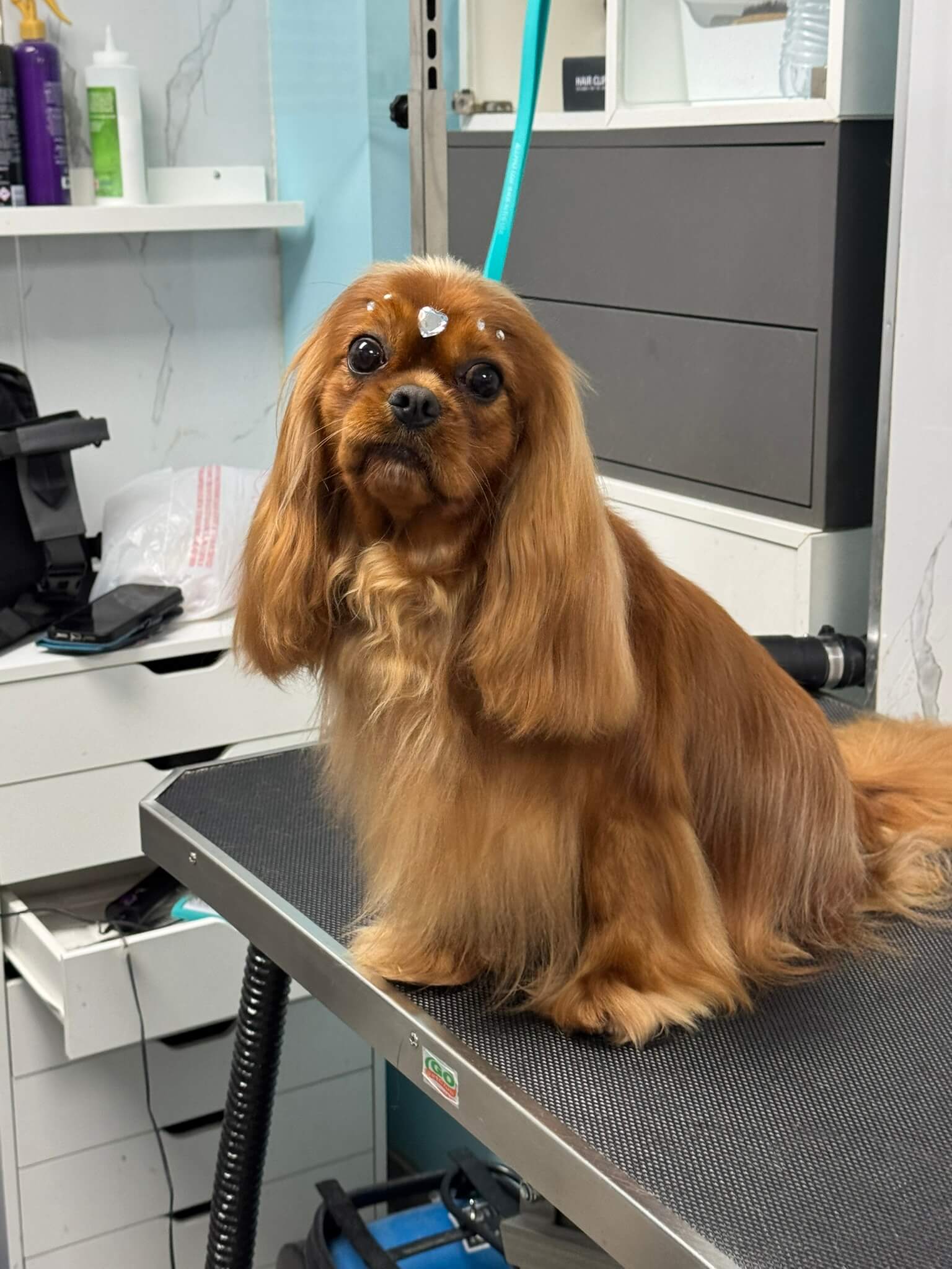 Other Breed groom 4