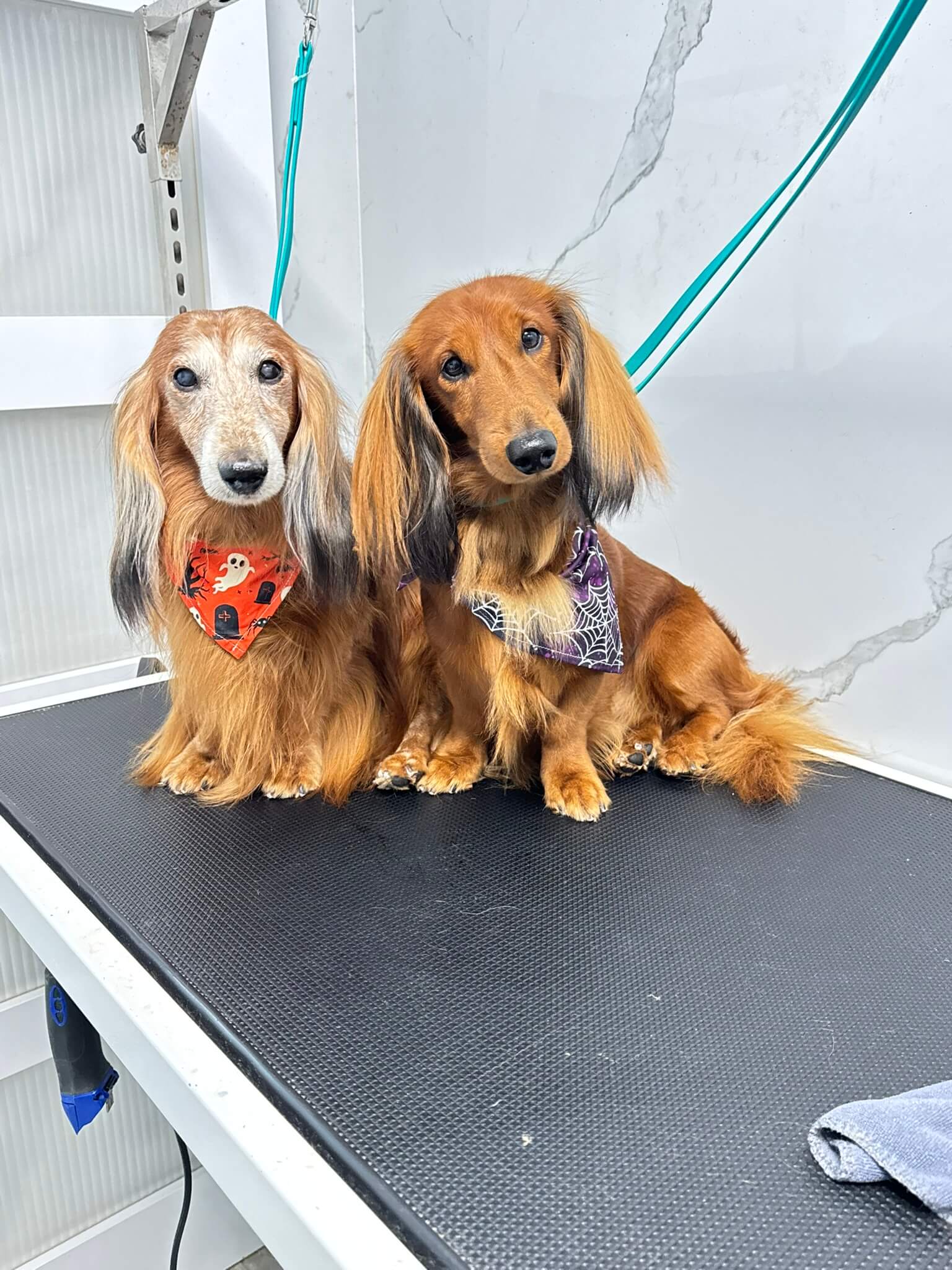 Other Breed groom 5