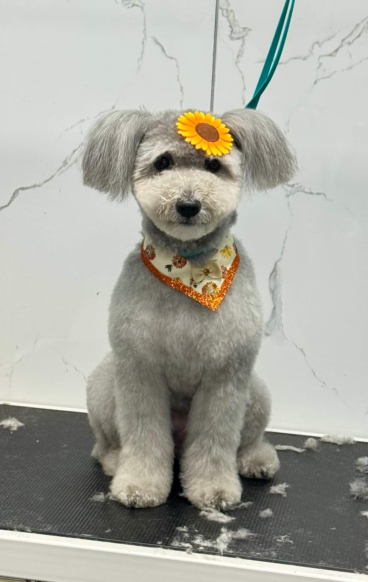Other Breed groom 6