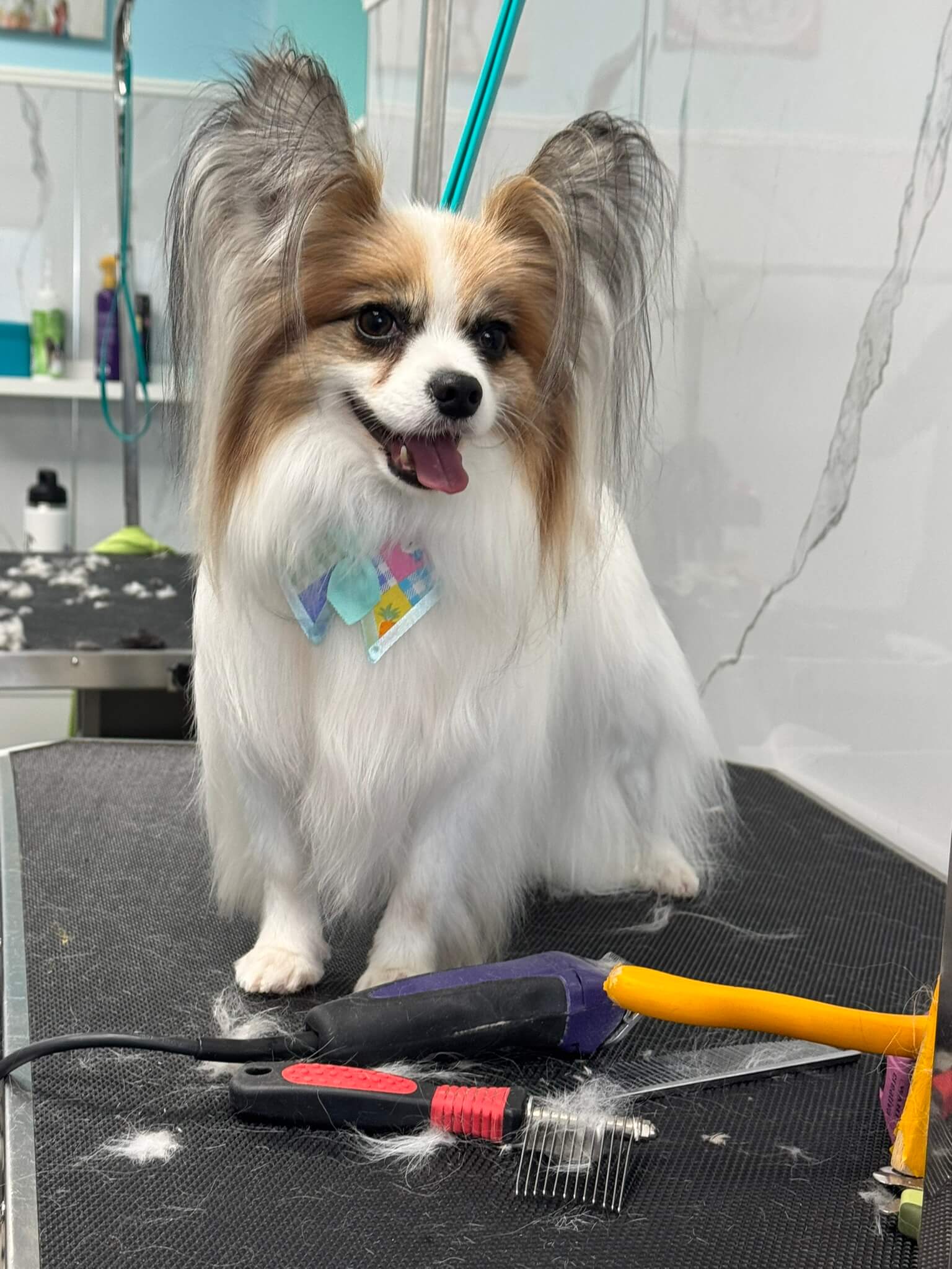 Other Breed groom 7