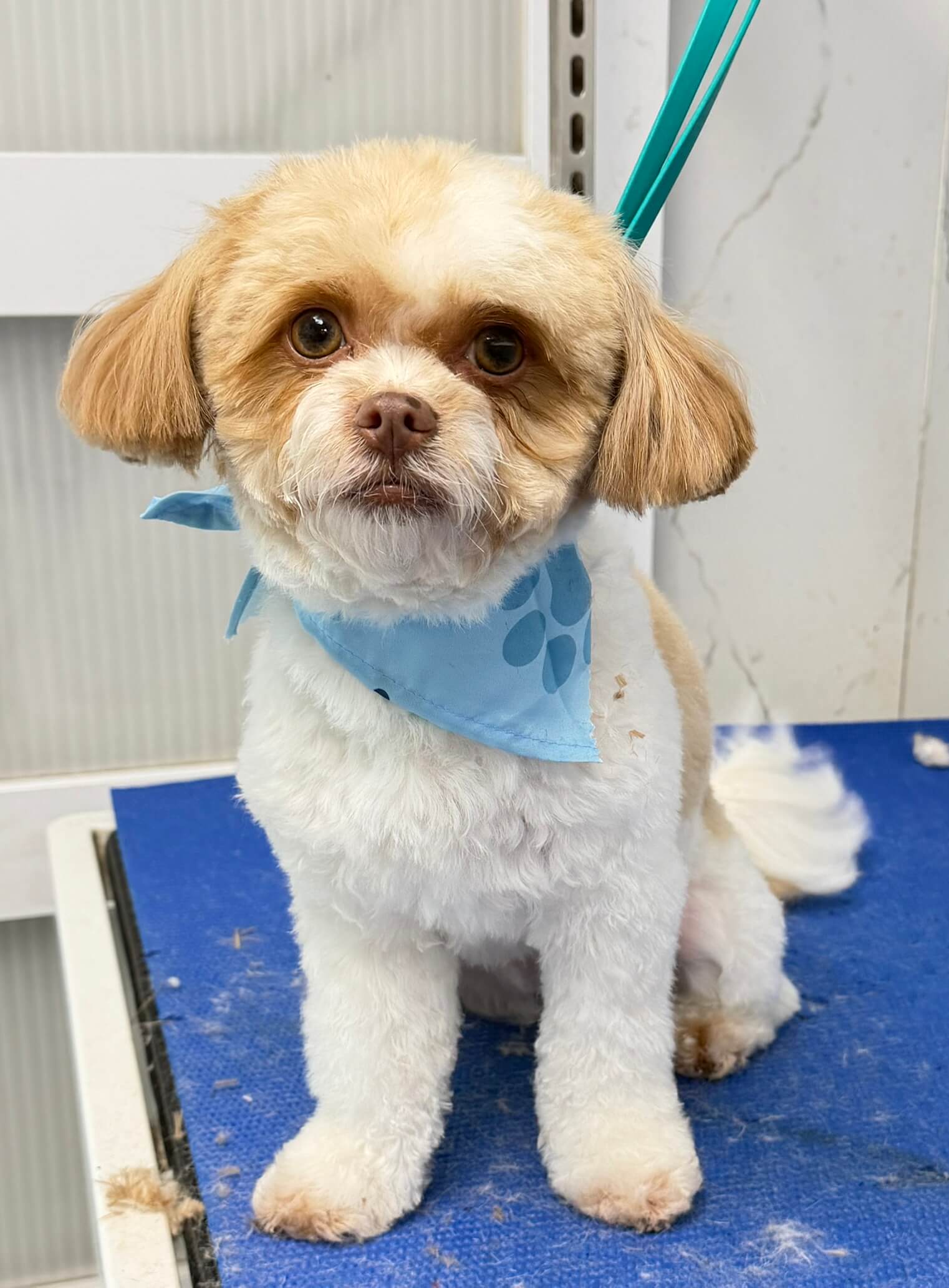 Other Breed groom 8