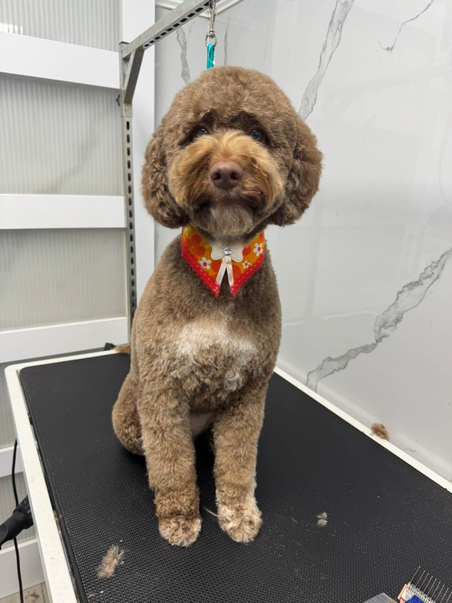 Other Breed groom 9