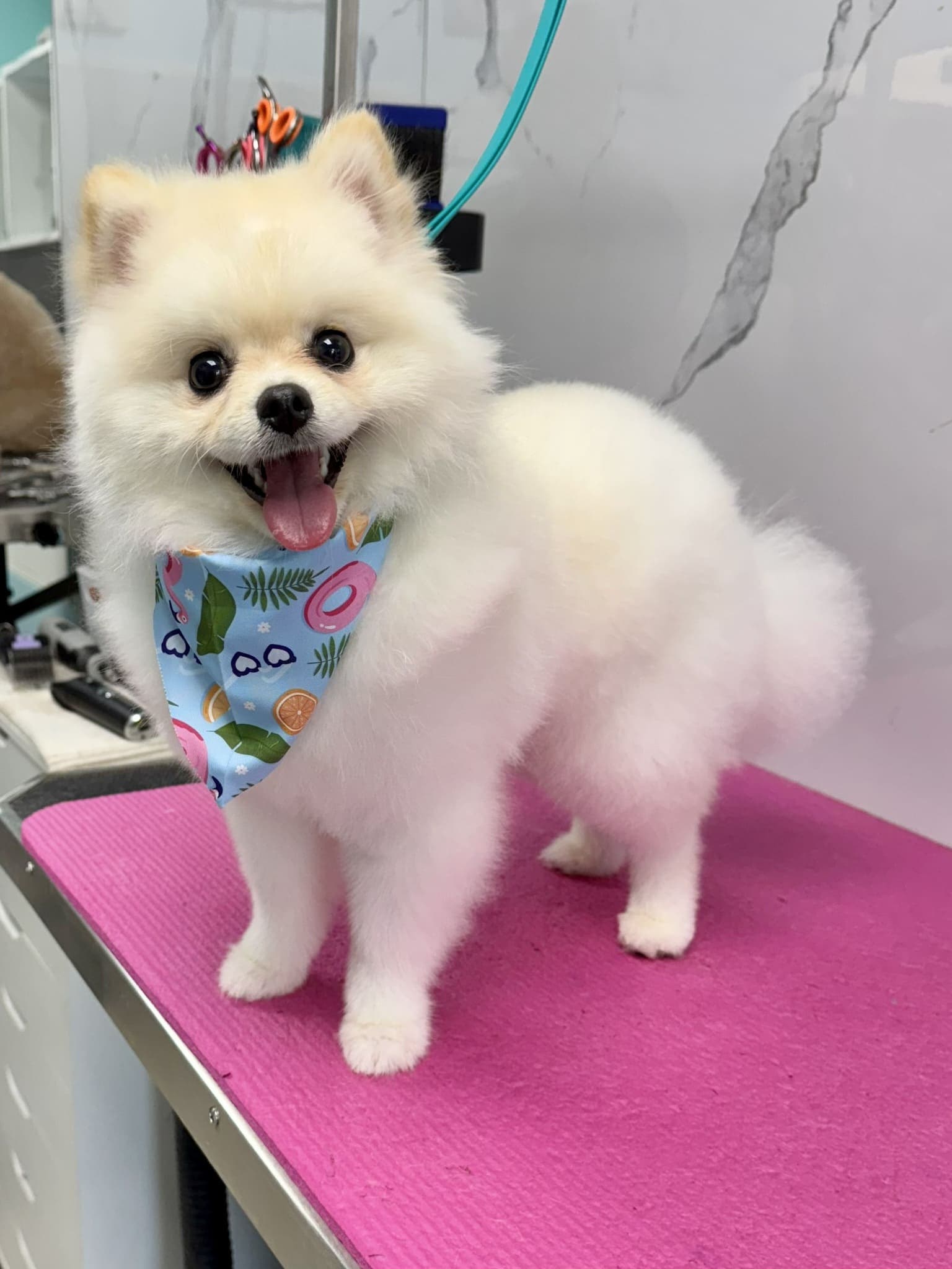 Pomeranian groom 1