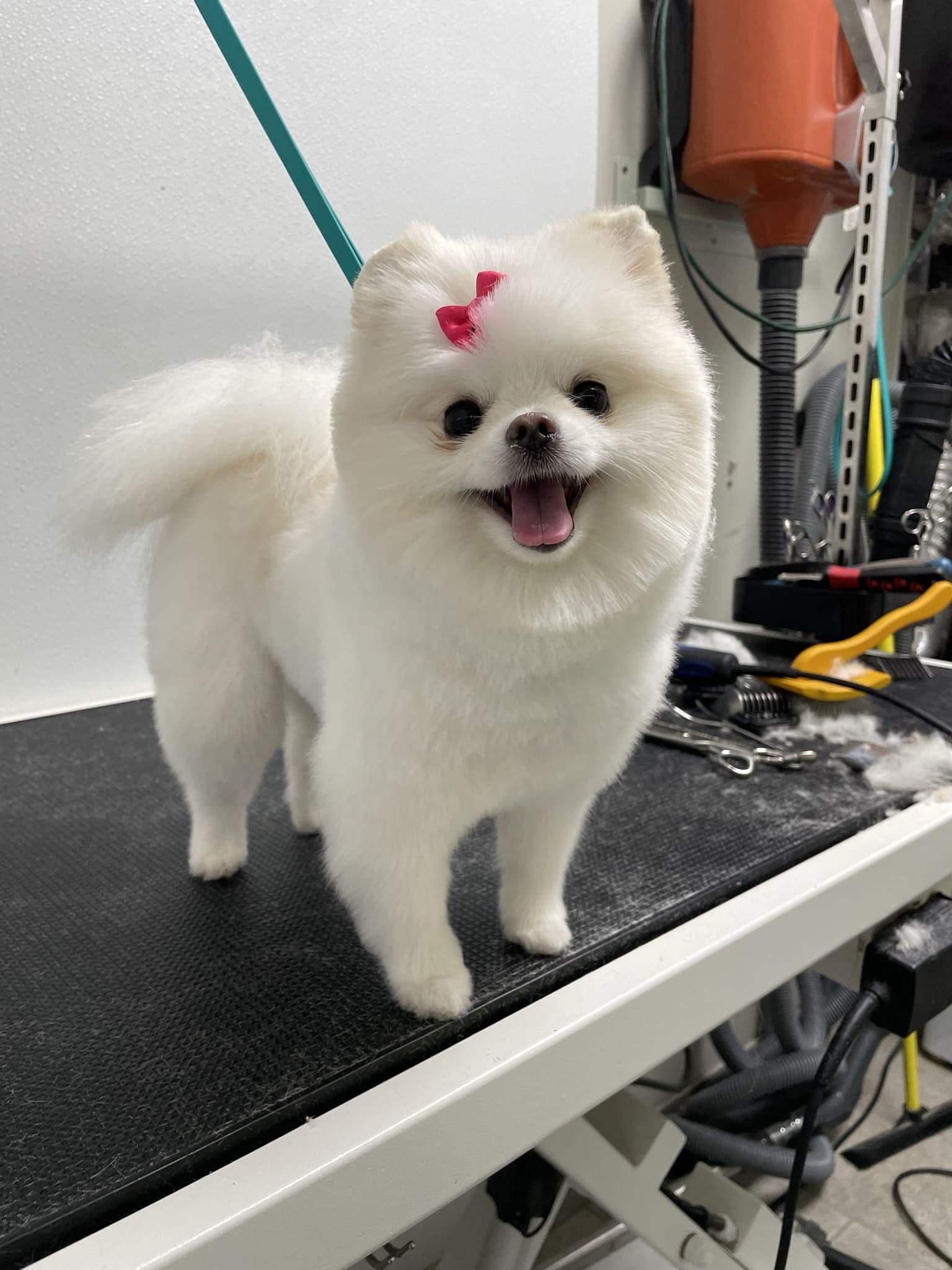 Pomeranian groom 10