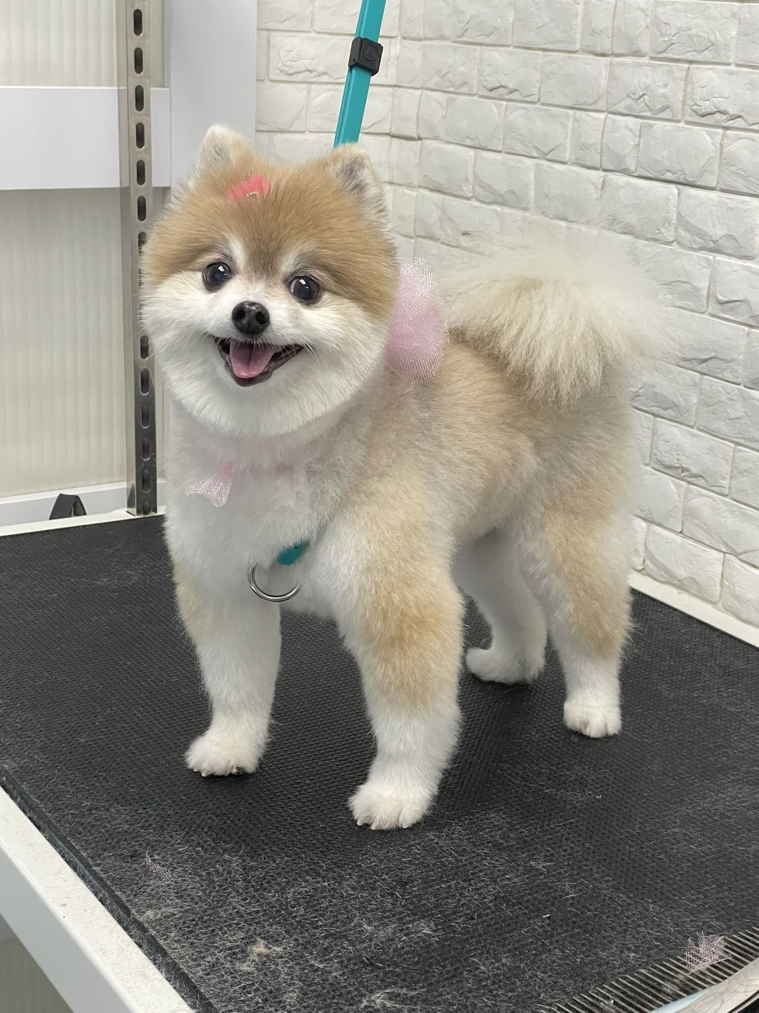 Pomeranian groom 11