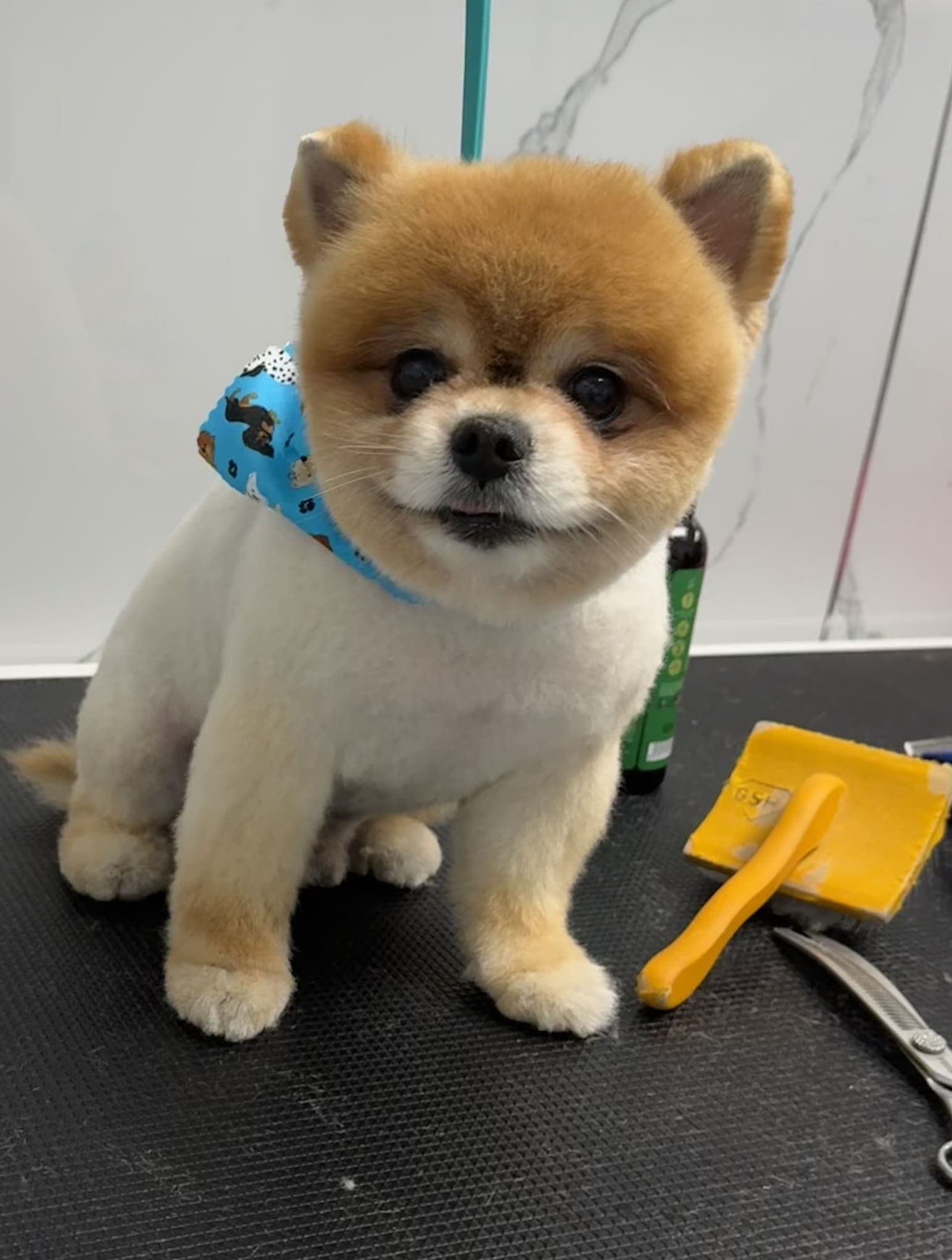 Pomeranian groom 2