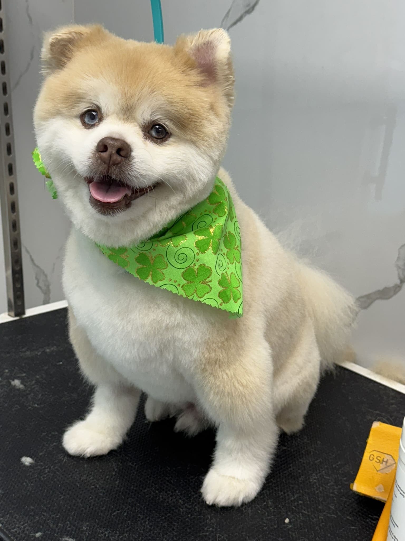 Pomeranian groom 3
