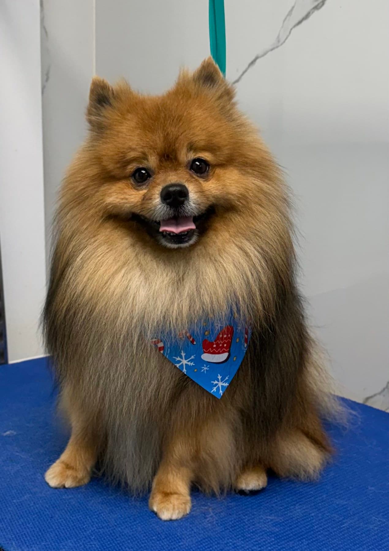 Pomeranian groom 4