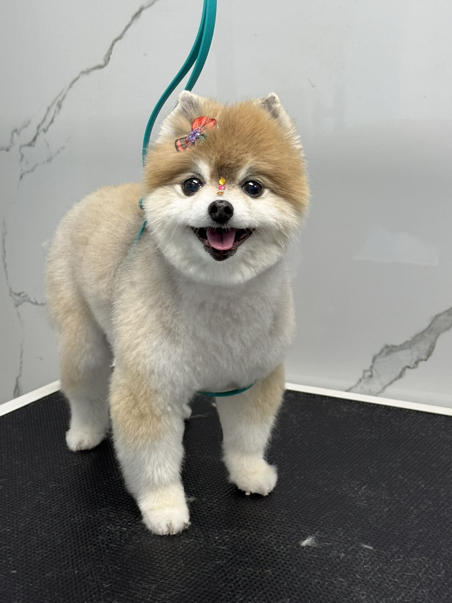 Pomeranian groom 5