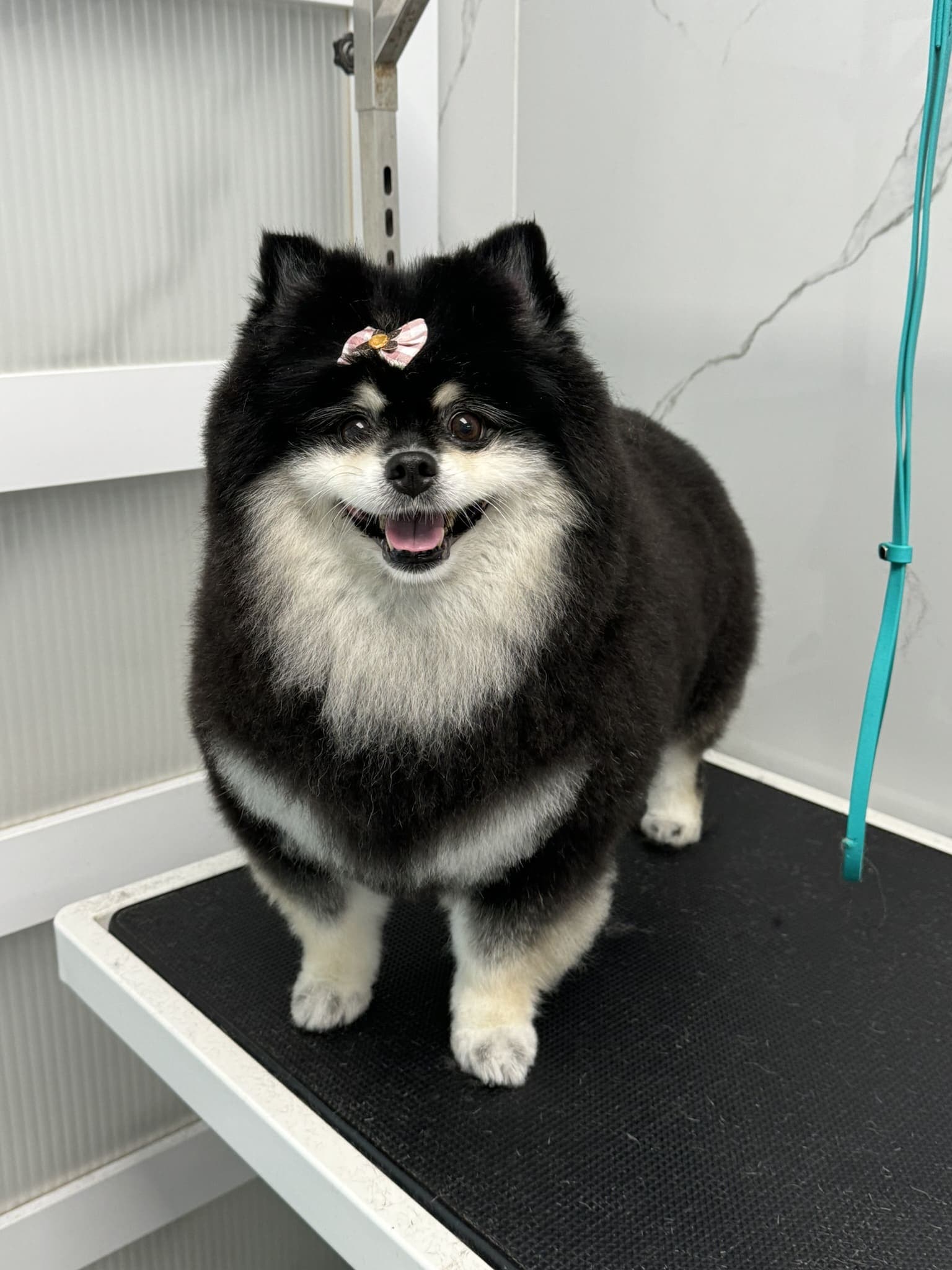 Pomeranian groom 6