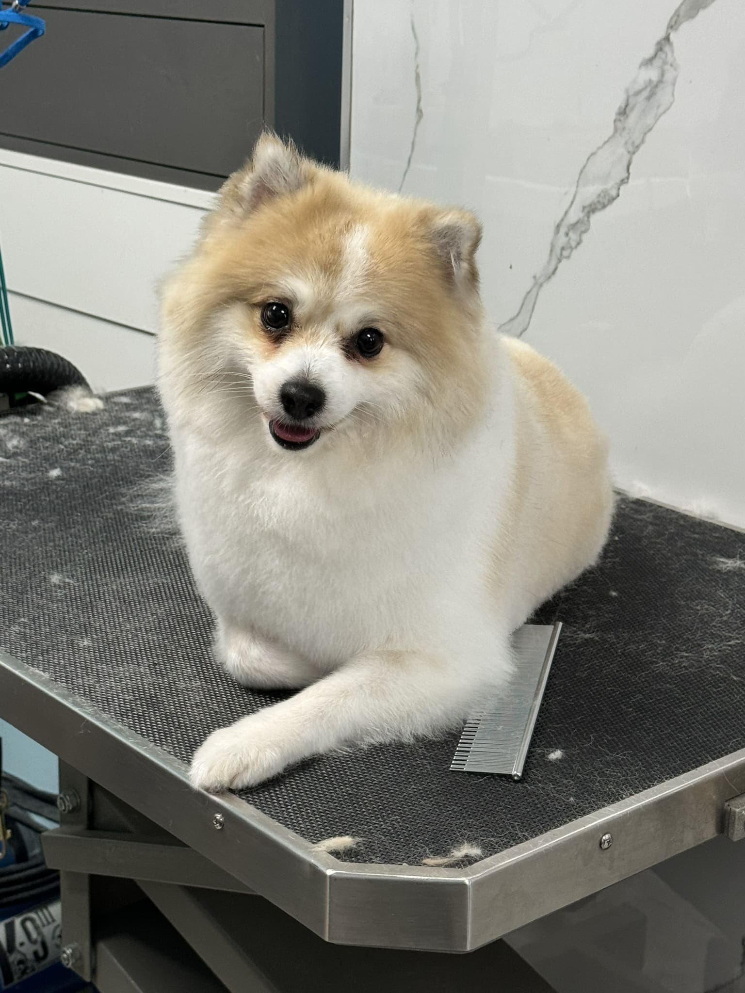 Pomeranian groom 7