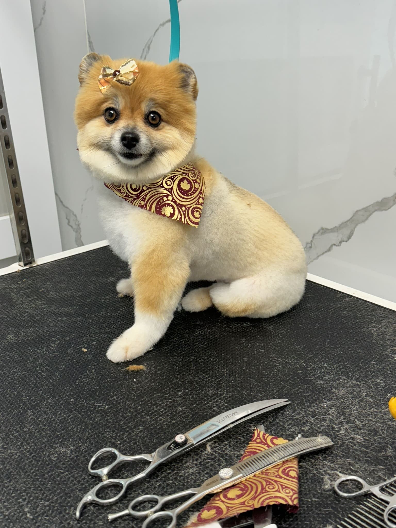 Pomeranian groom 8