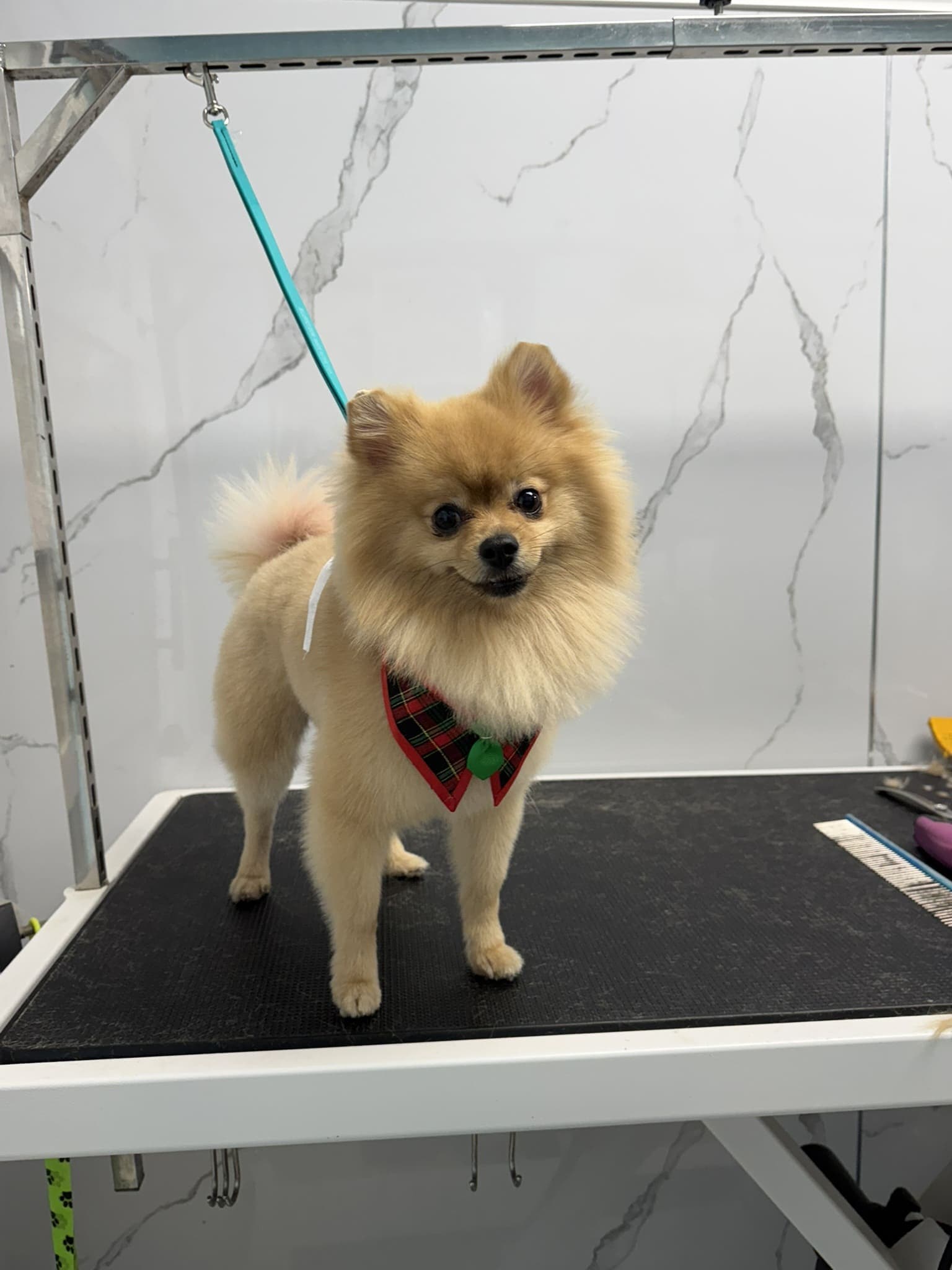 Pomeranian groom 9