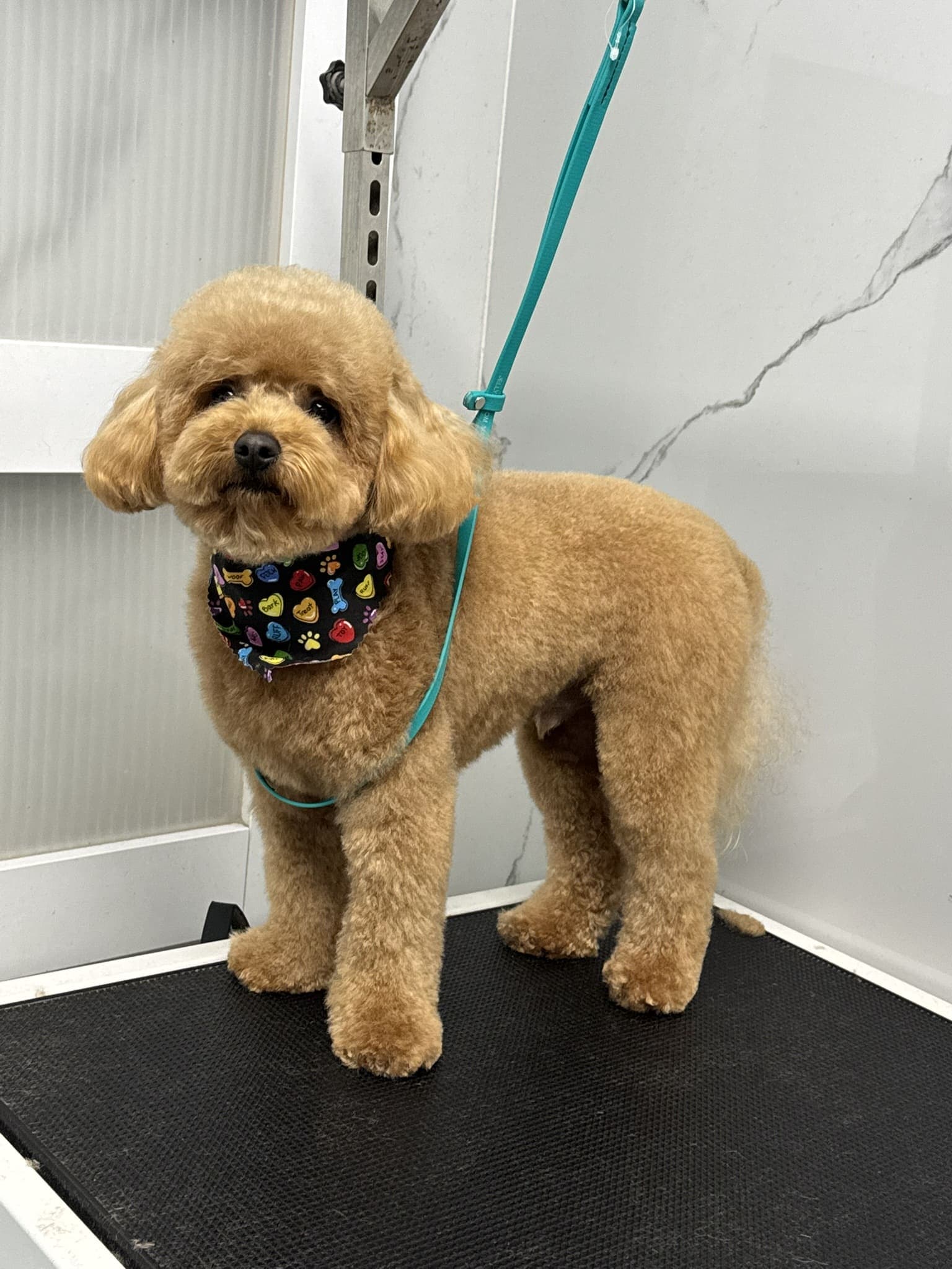 Poodle groom 1