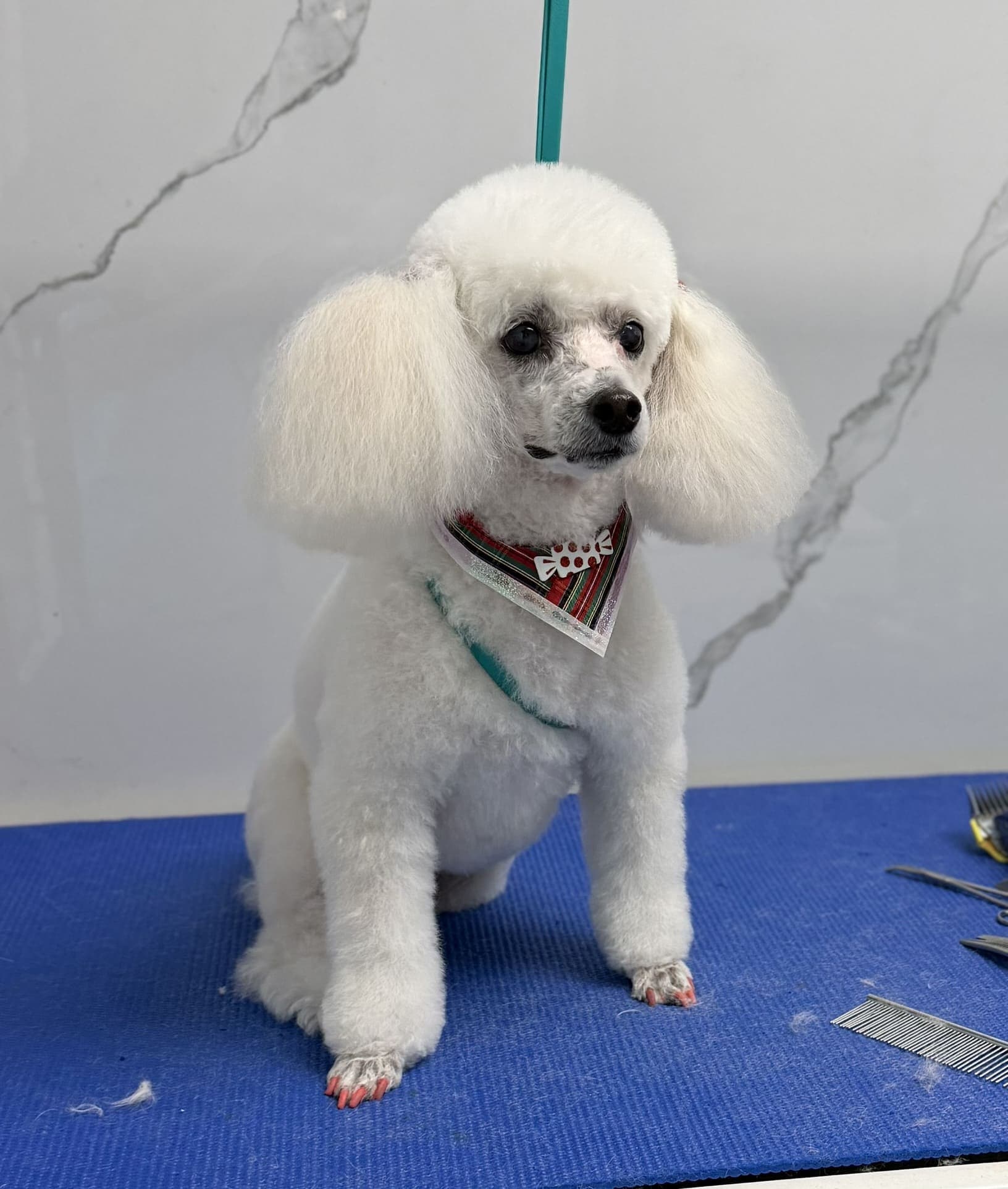 Poodle groom 10
