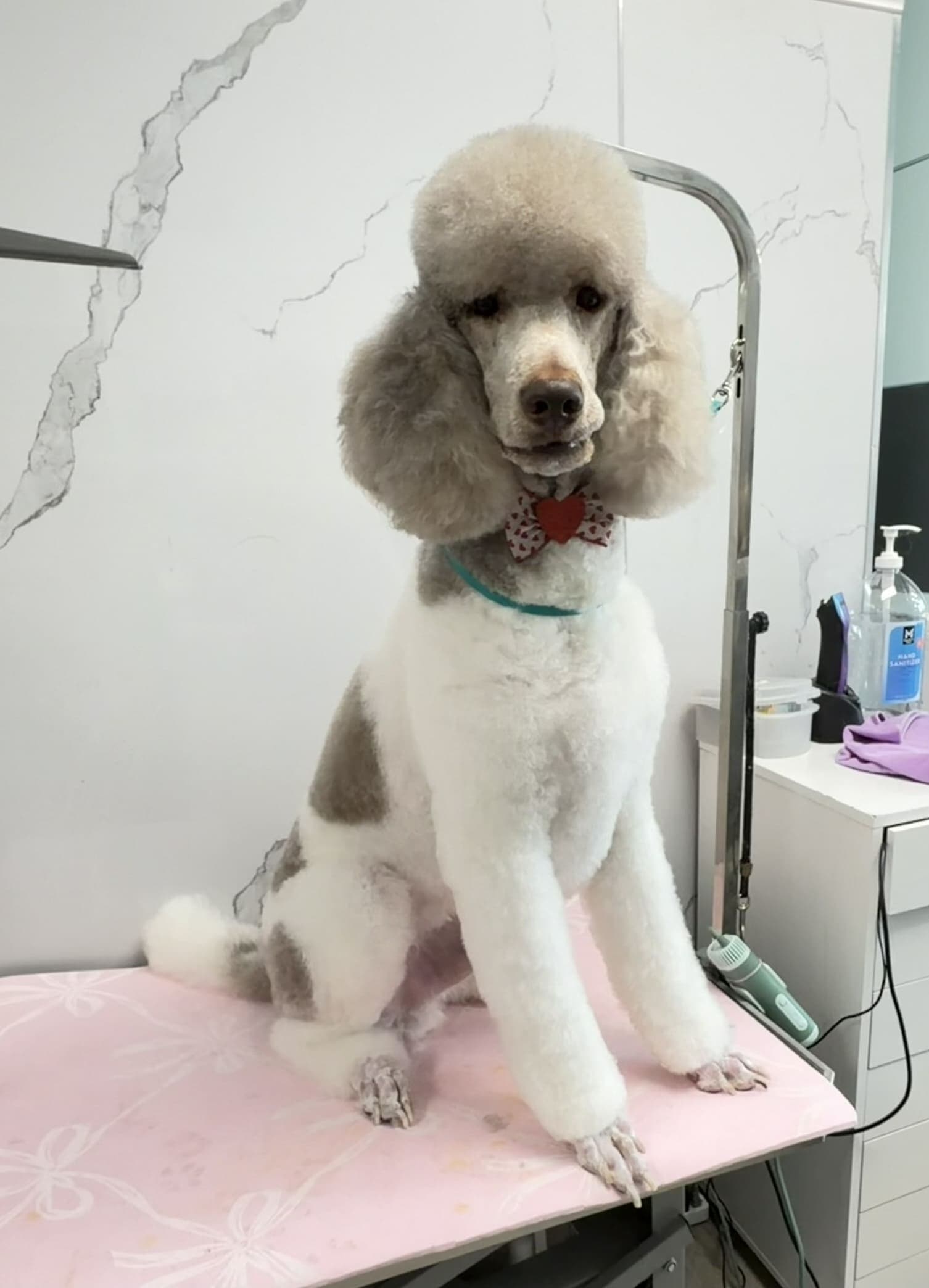 Poodle groom 11