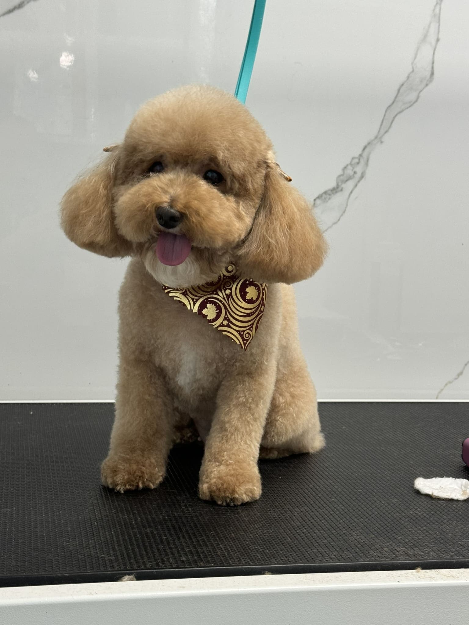 Poodle groom 12