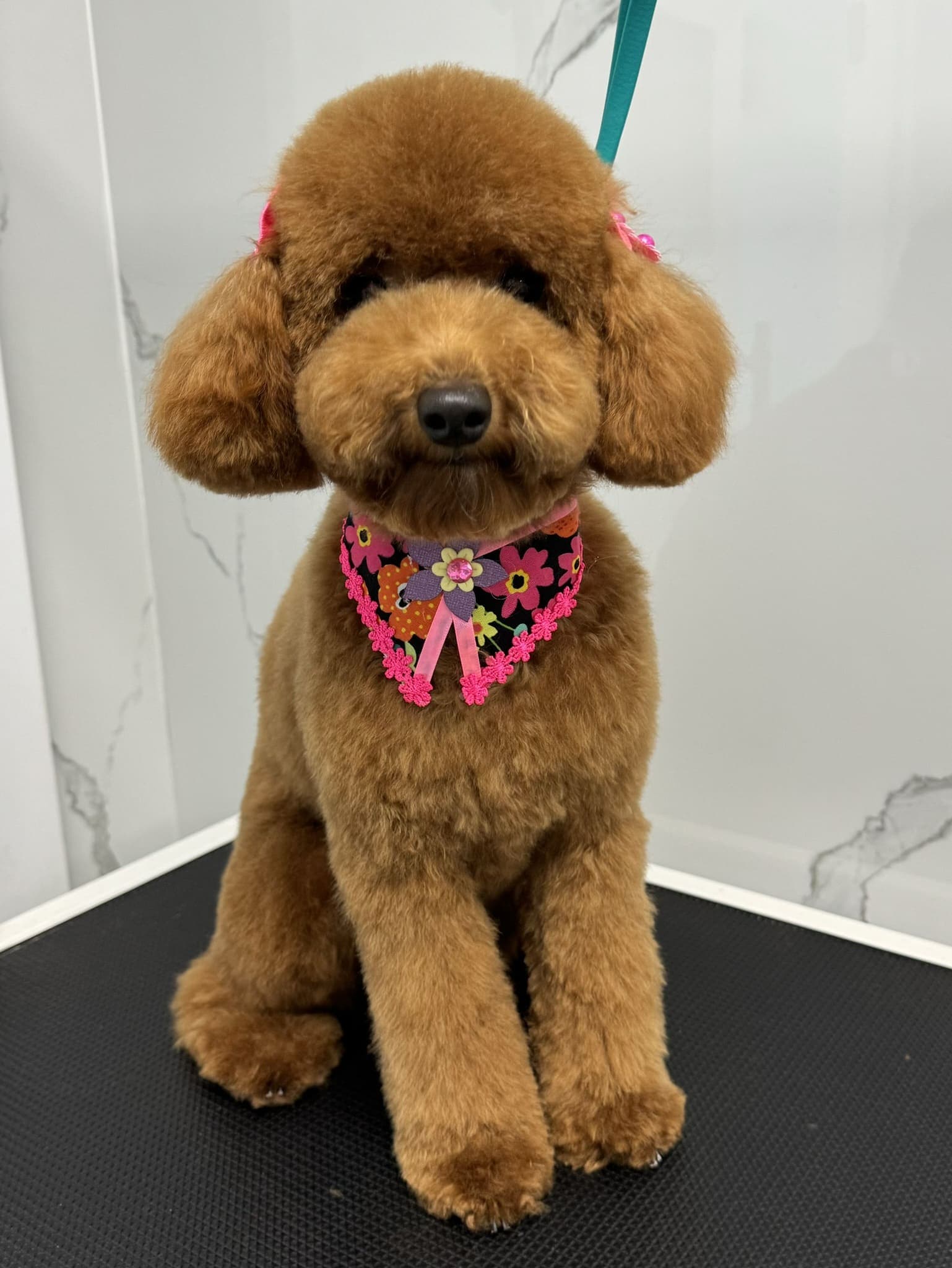 Poodle groom 3