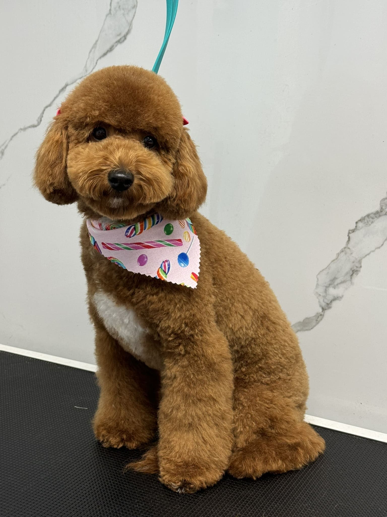 Poodle groom 4