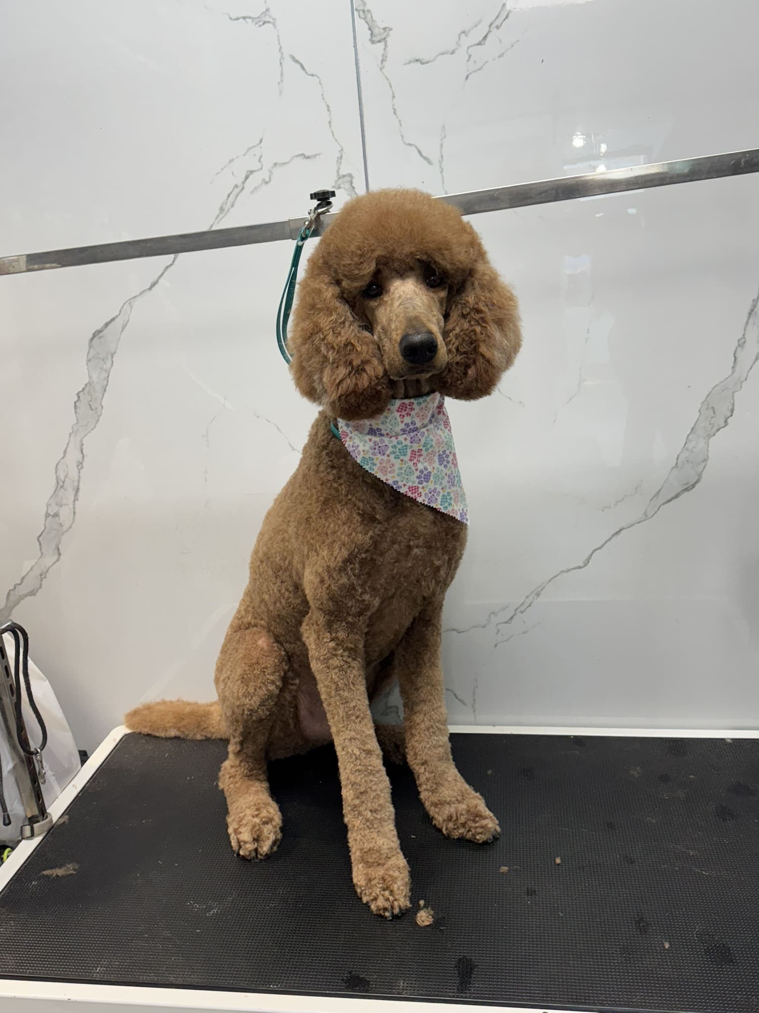 Poodle groom 5