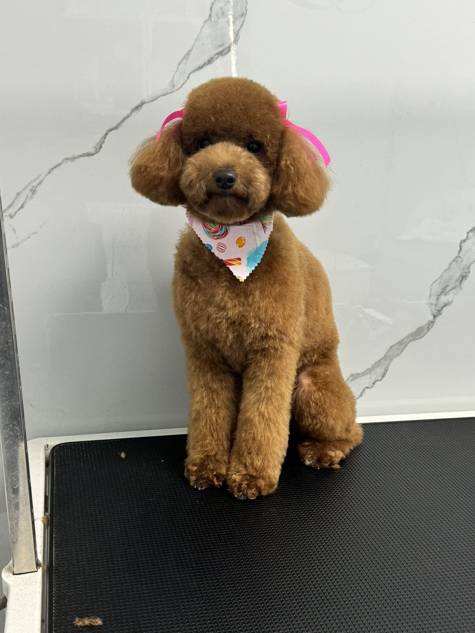 Poodle groom 7
