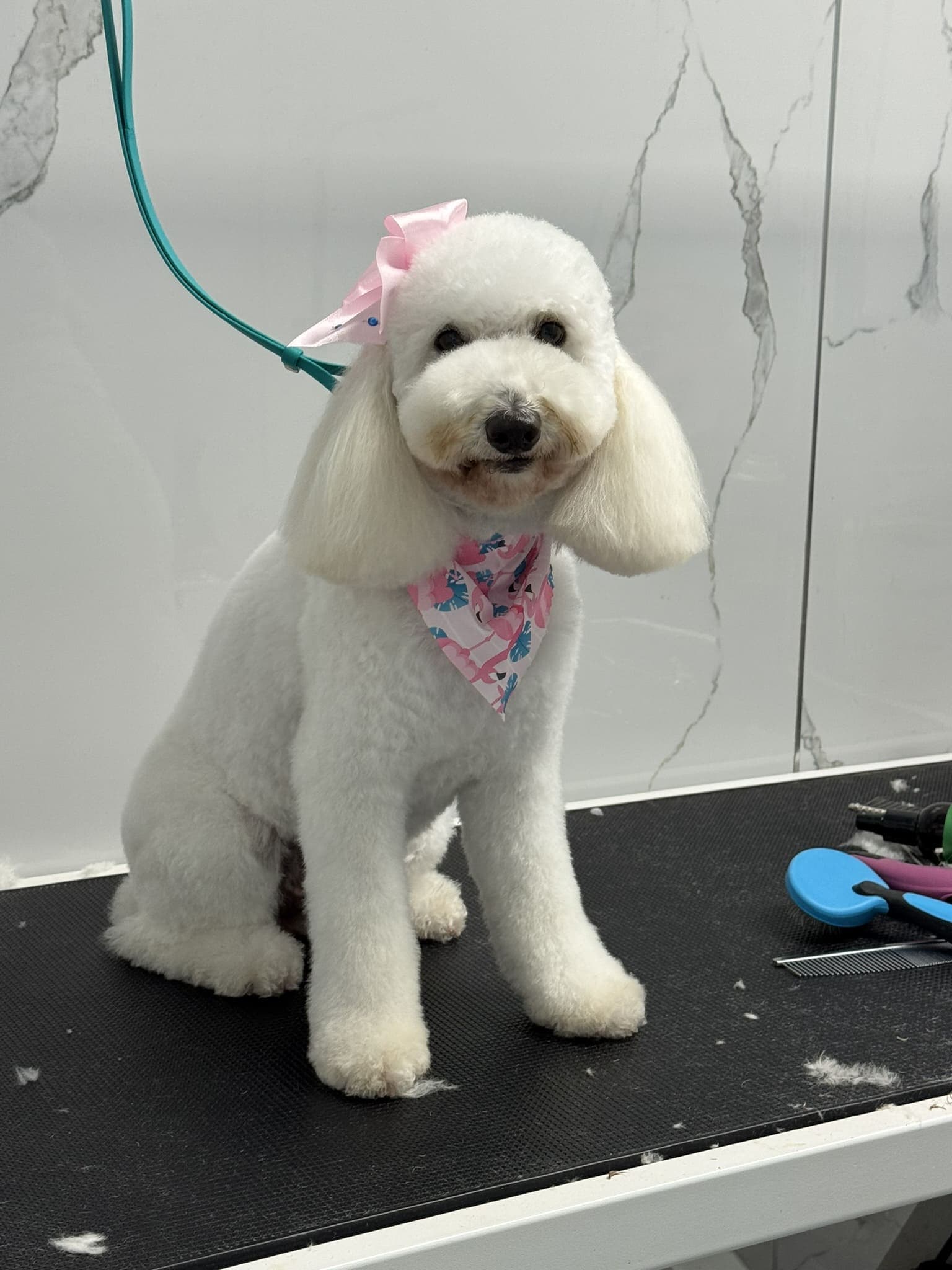 Poodle groom 8