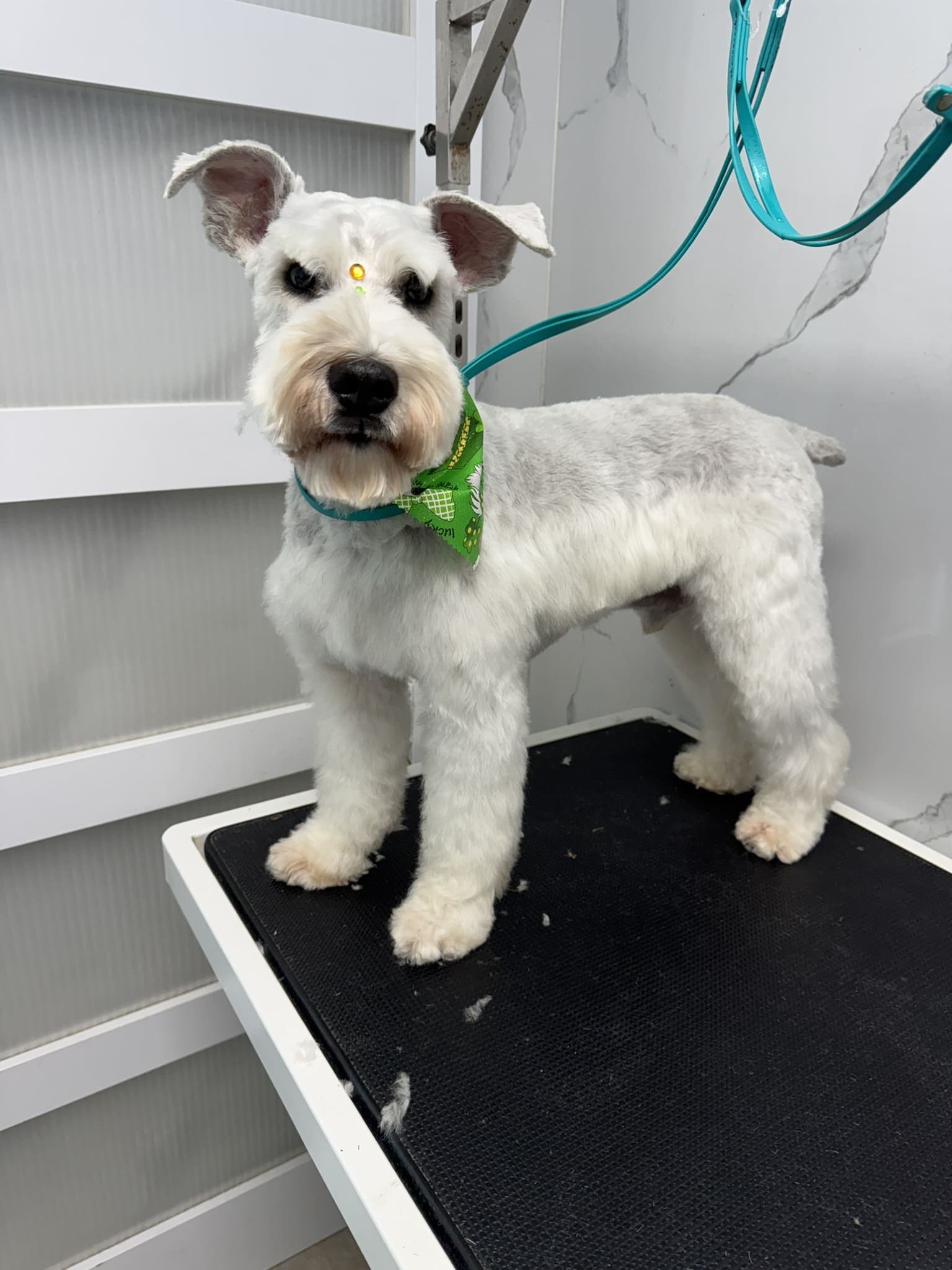 Schnauzer groom 1