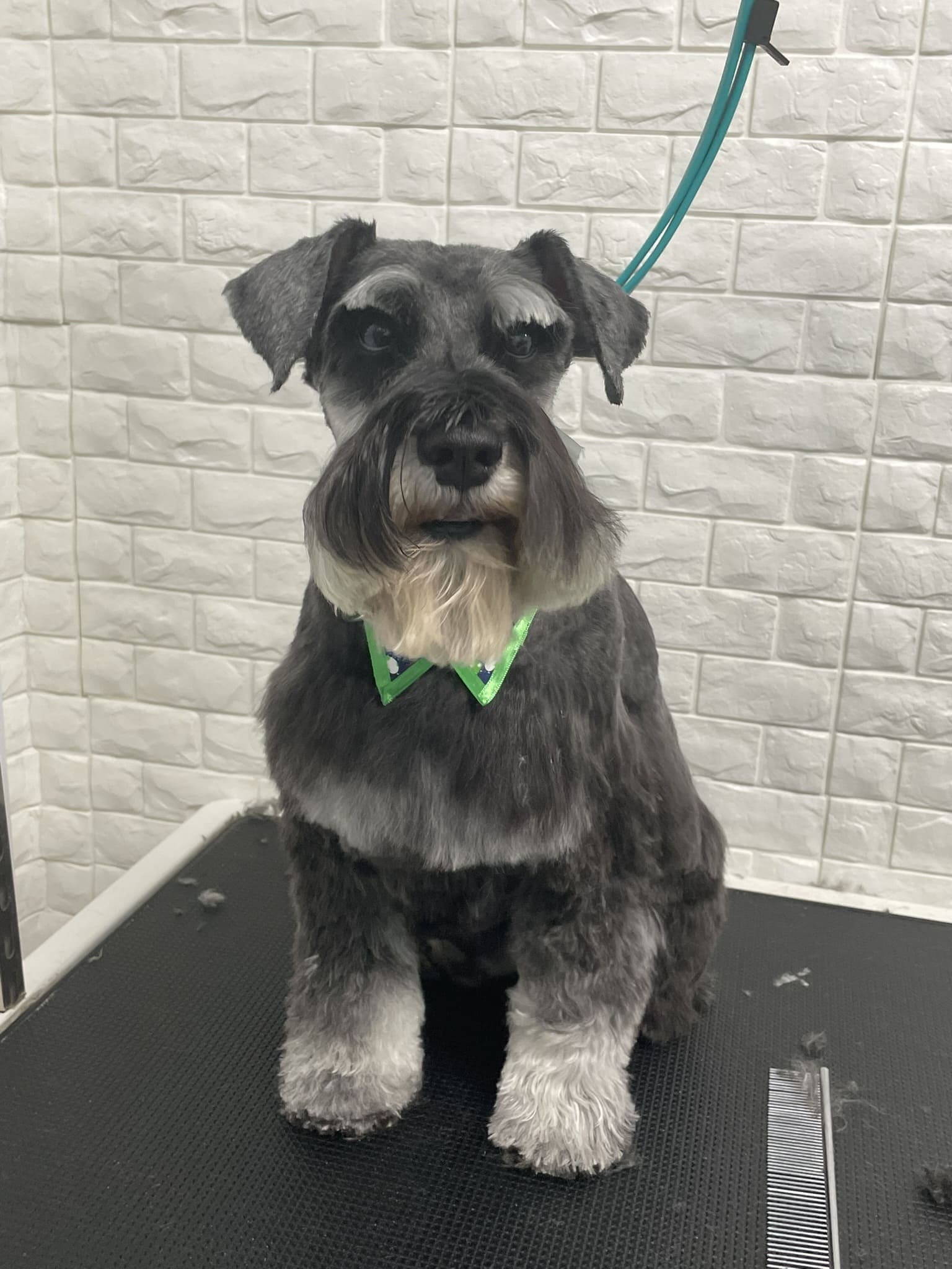 Schnauzer groom 10