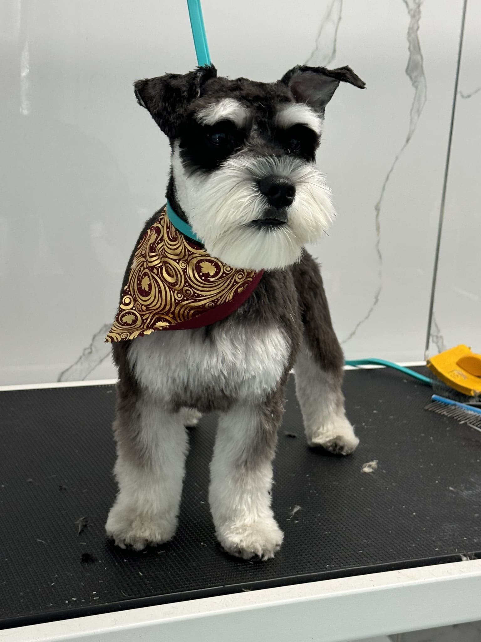 Schnauzer groom 11