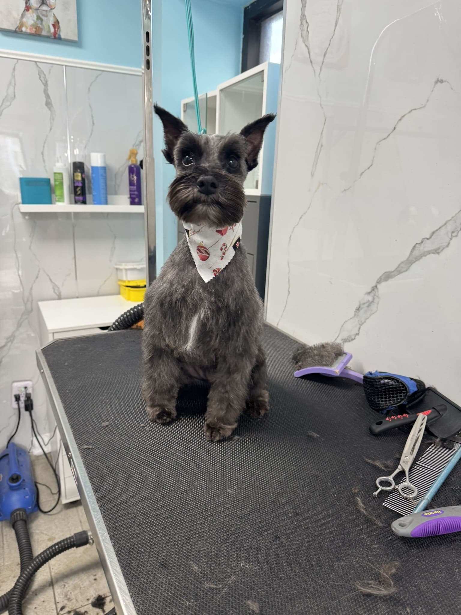 Schnauzer groom 12