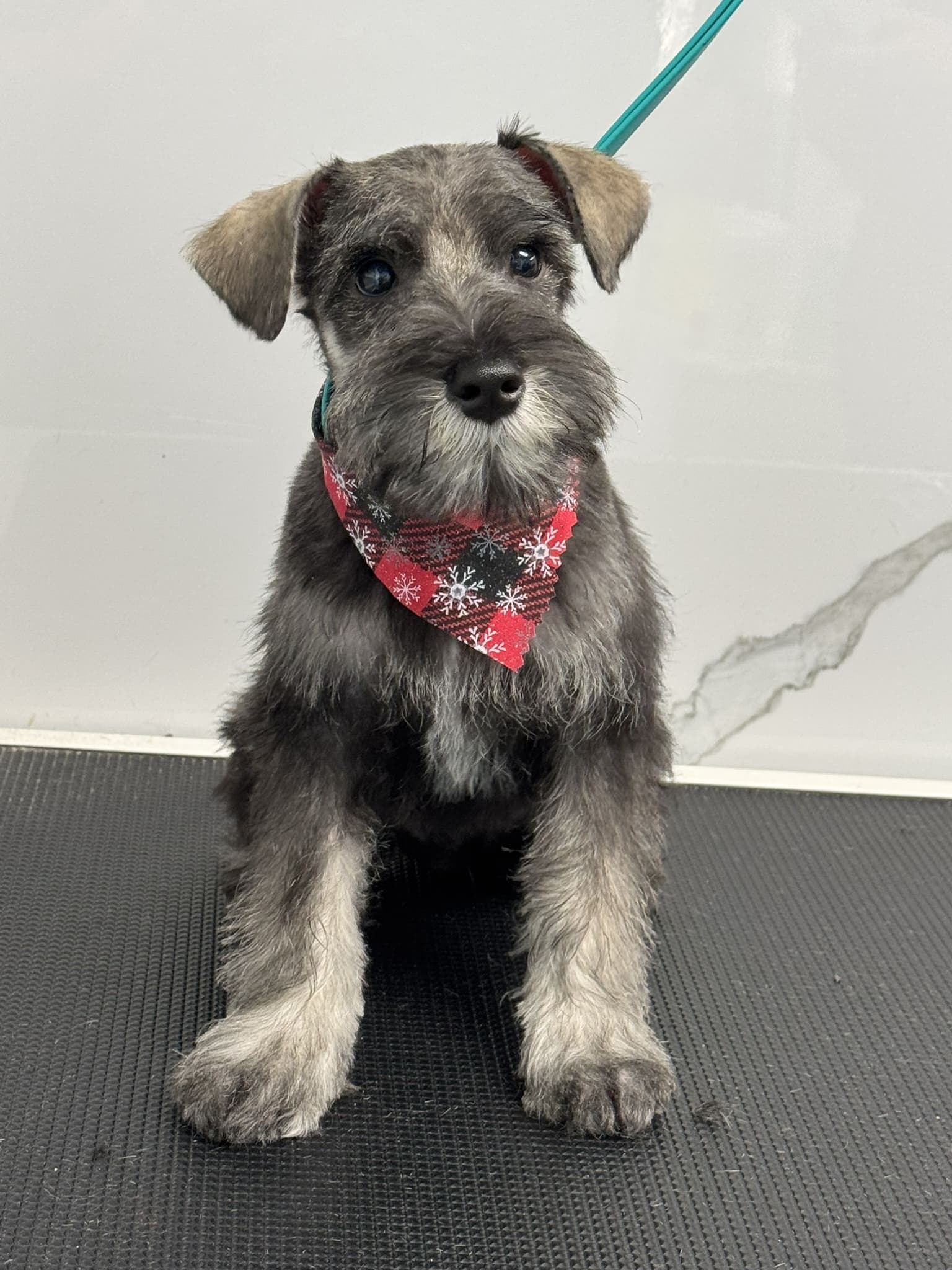 Schnauzer groom 2