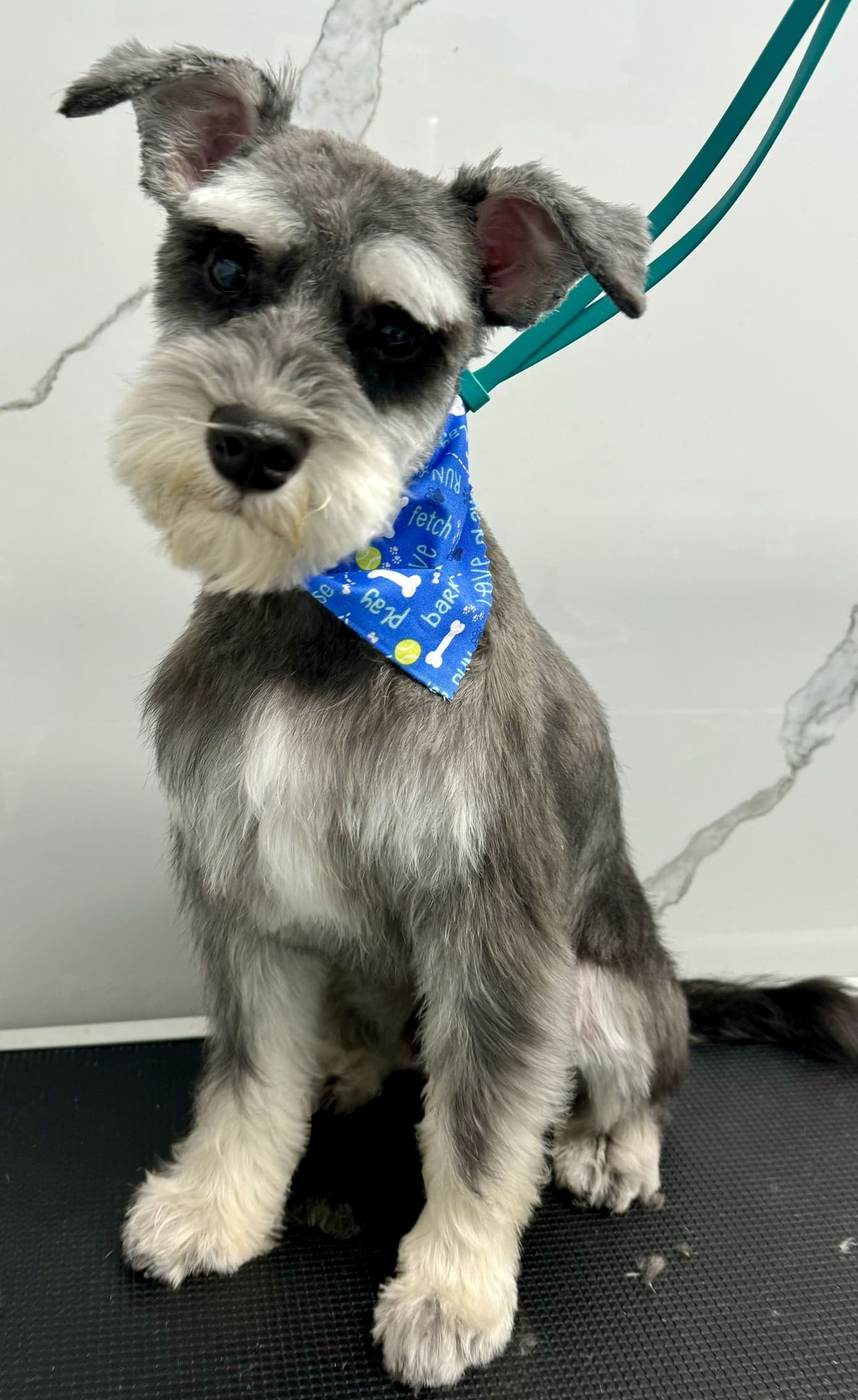 Schnauzer groom 3