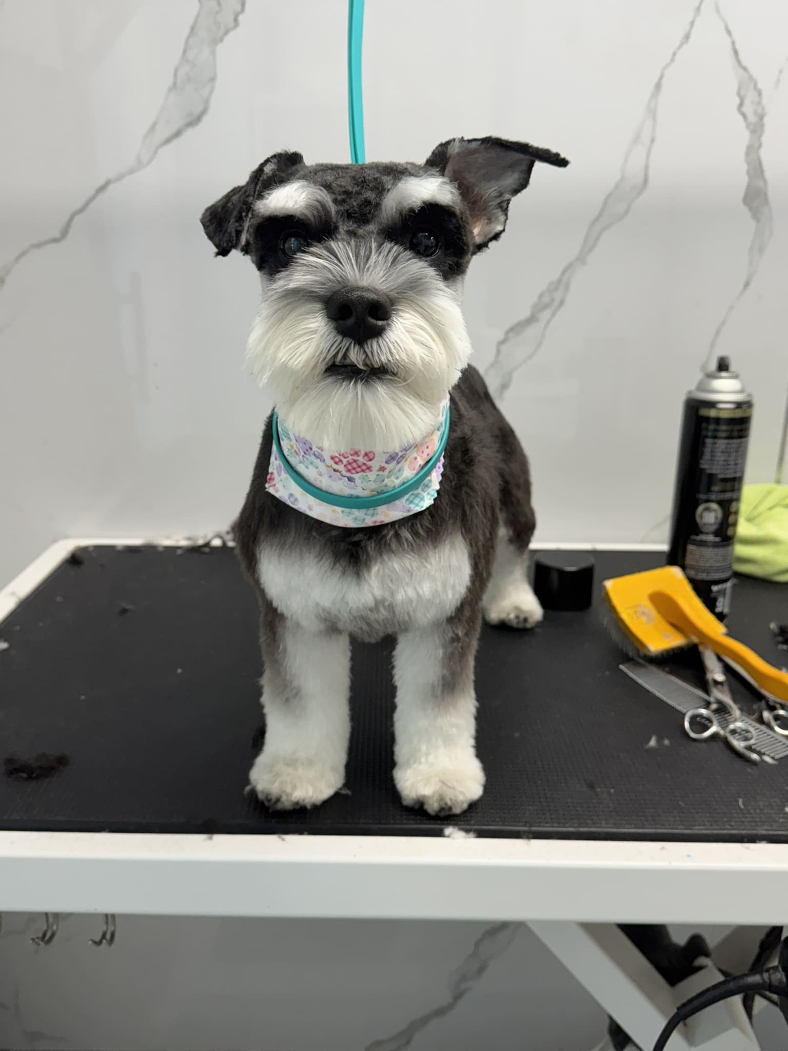 Schnauzer groom 4