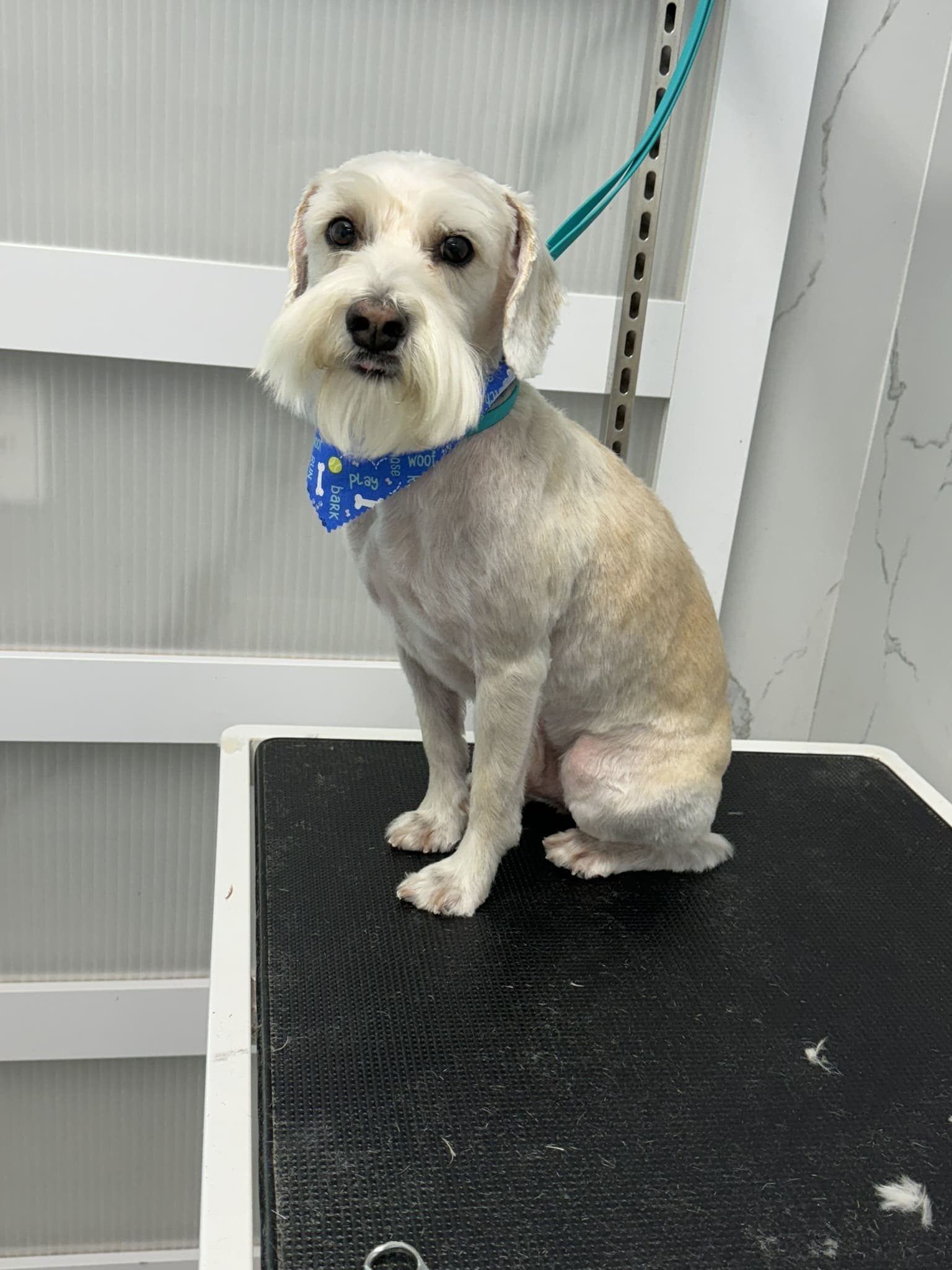 Schnauzer groom 5