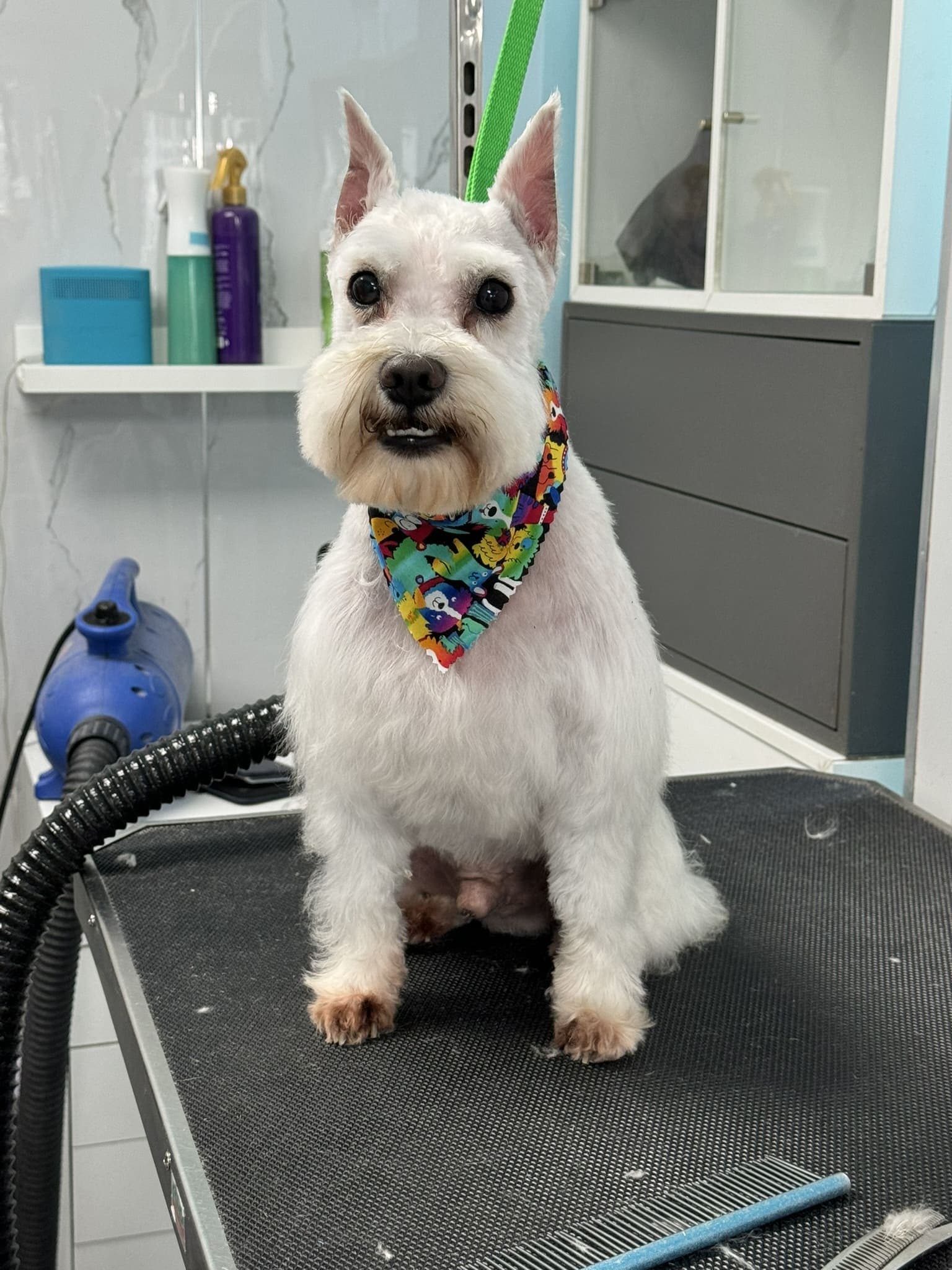 Schnauzer groom 6