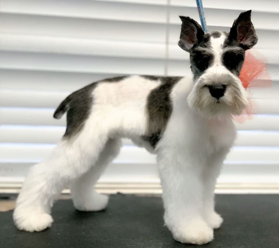 Schnauzer groom 7