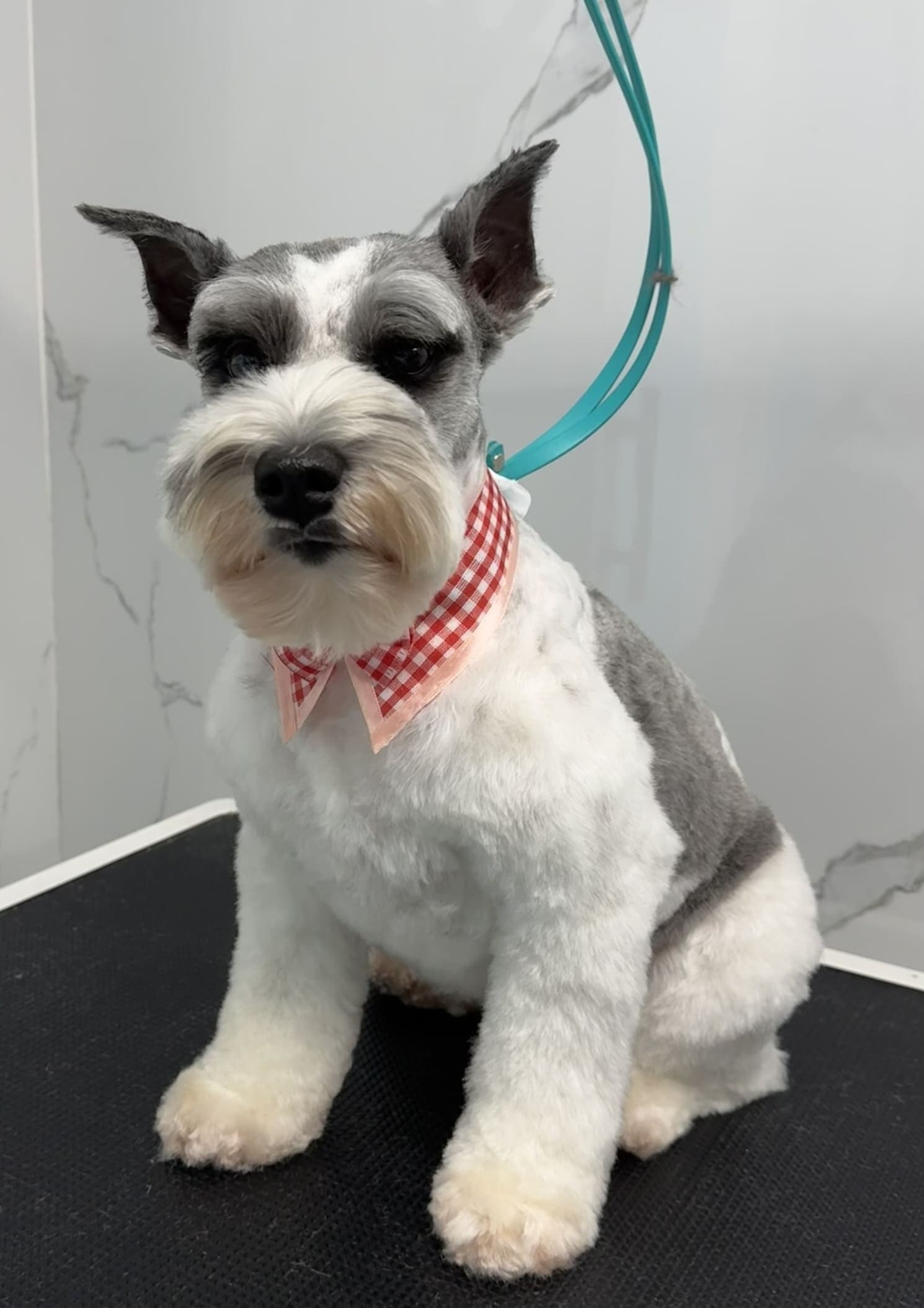 Schnauzer groom 8